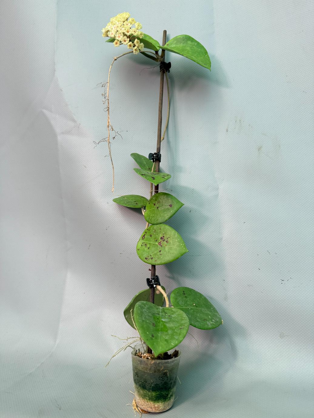 Hoya Pachyclada with flowers 02
