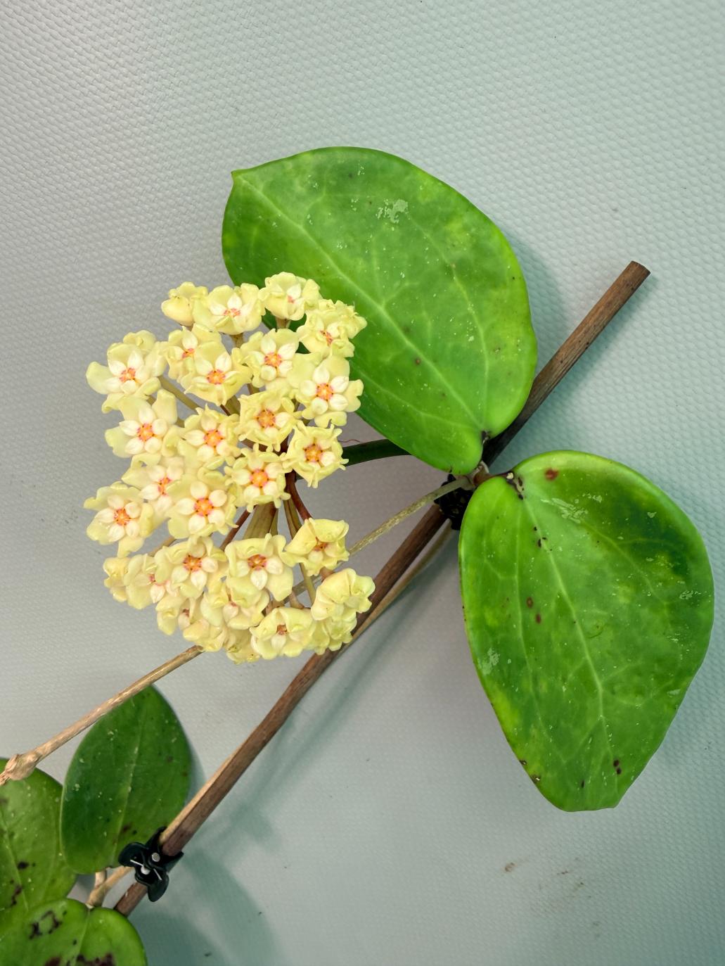Hoya Pachyclada with flowers 03