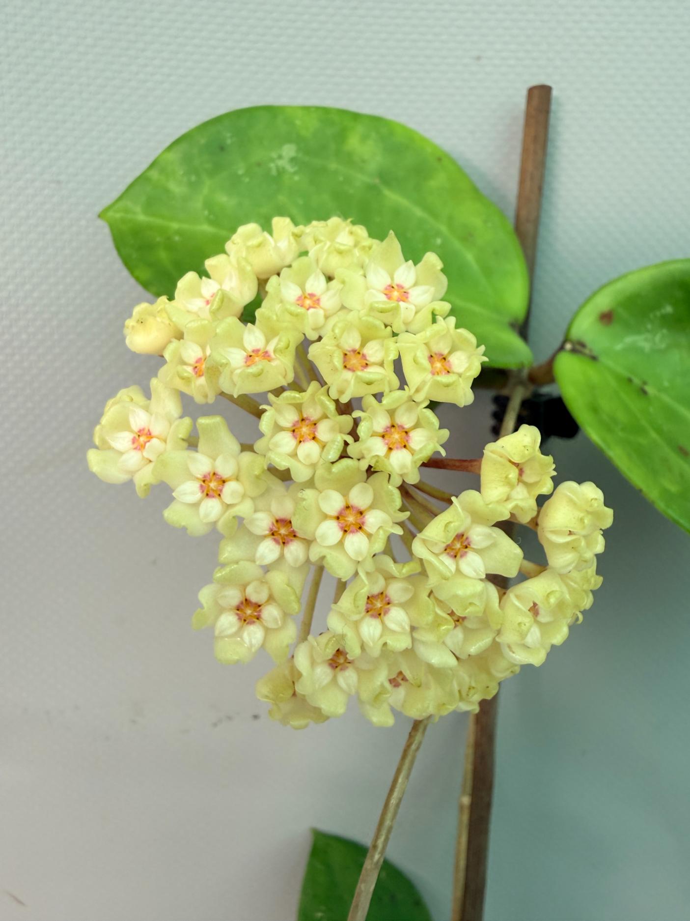 Hoya Pachyclada with flowers 05