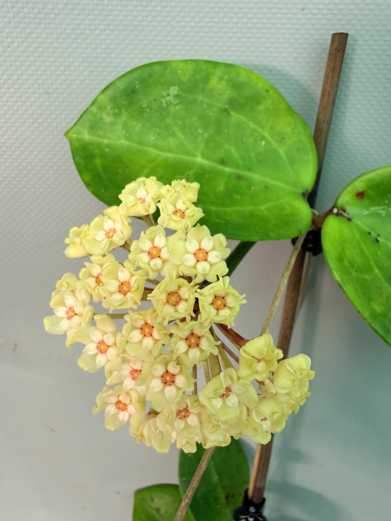Hoya Pachyclada with flowers 04