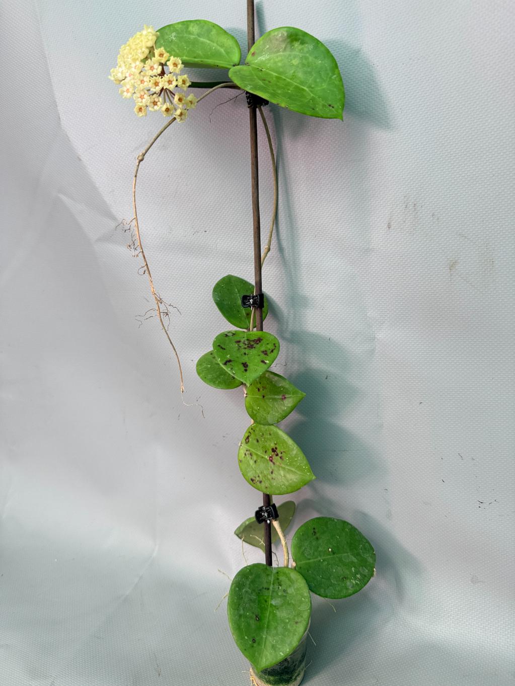 Hoya Pachyclada with flowers 06