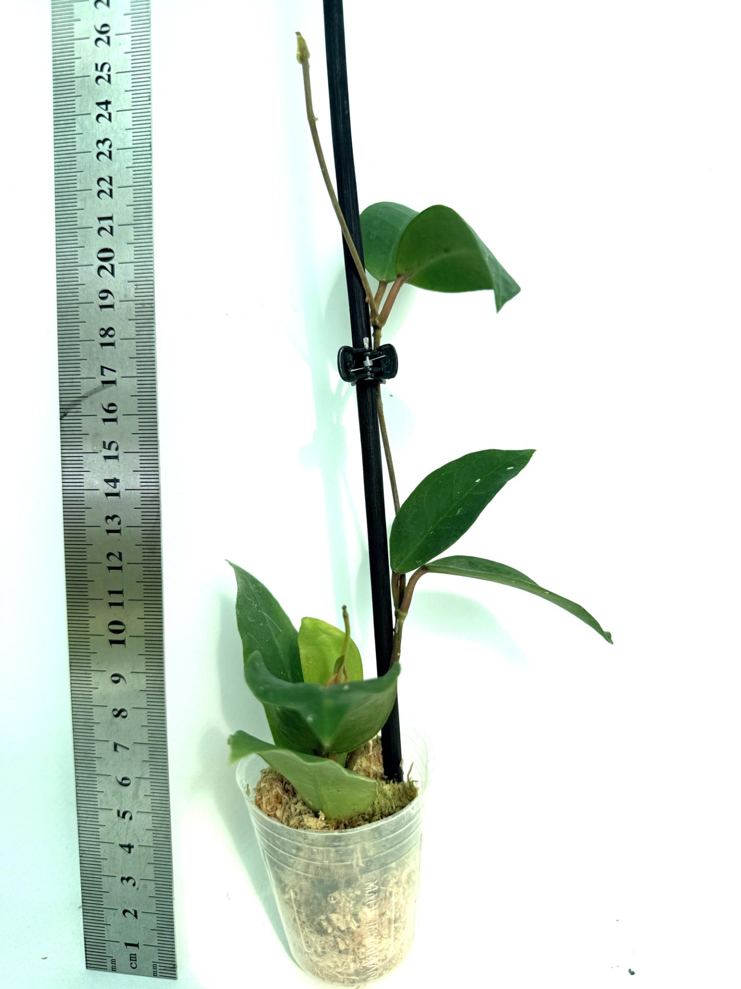 Hoya cv. Patricia