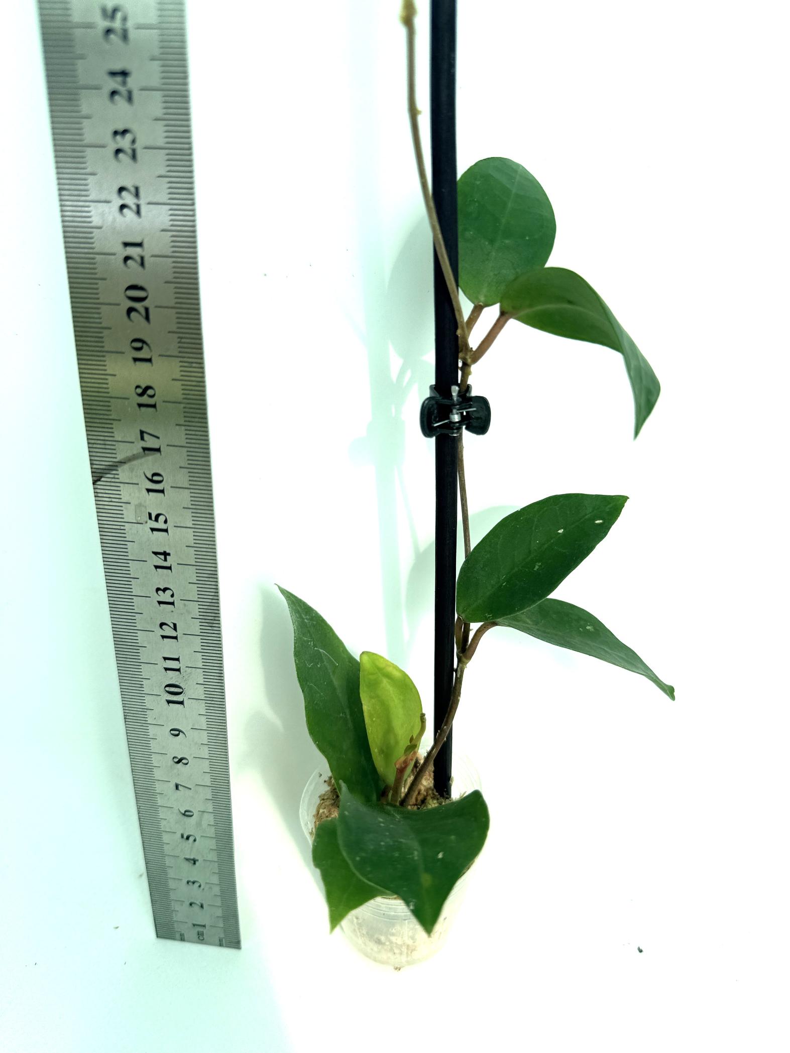 Hoya cv. Patricia