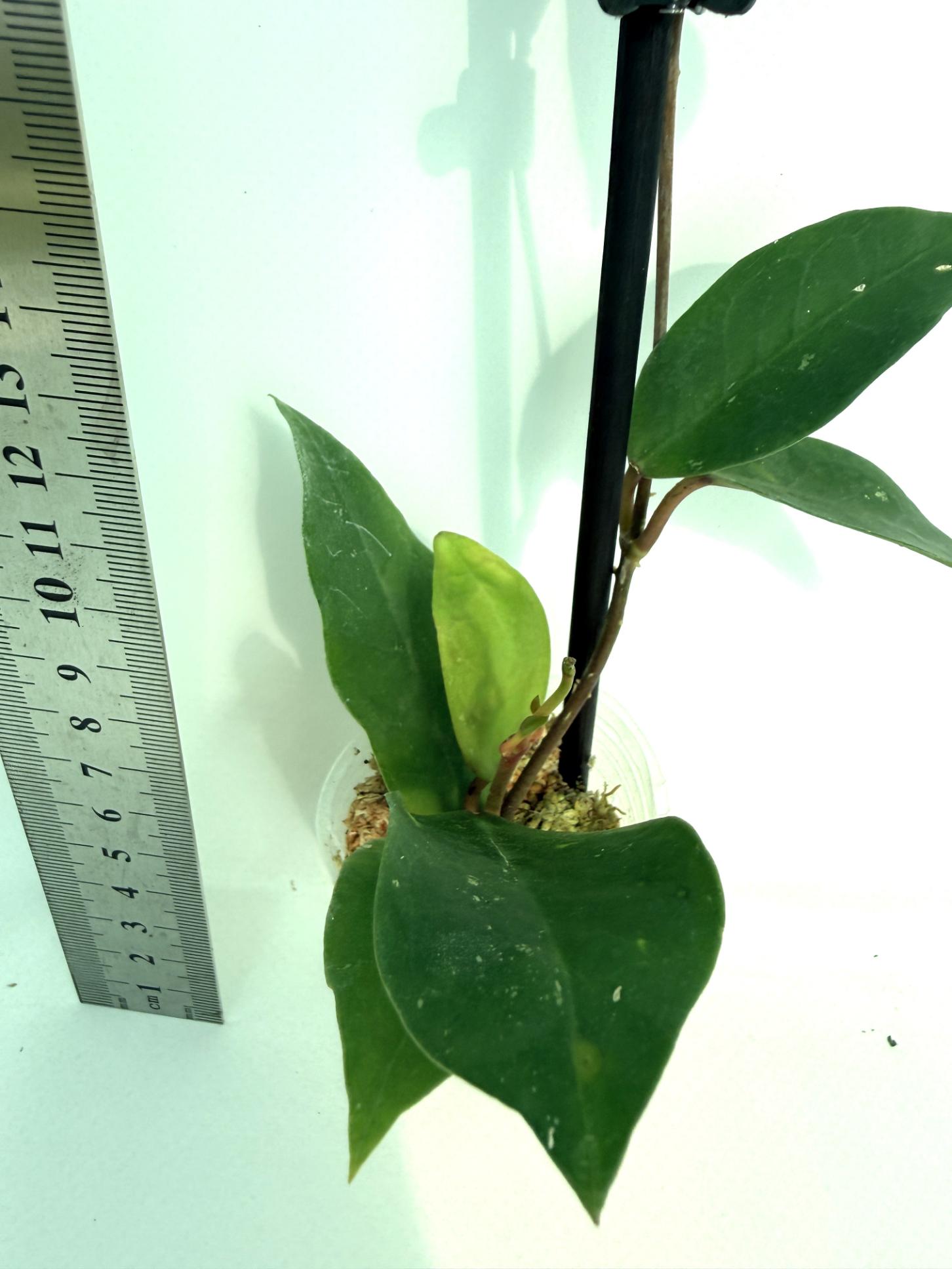 Hoya cv. Patricia