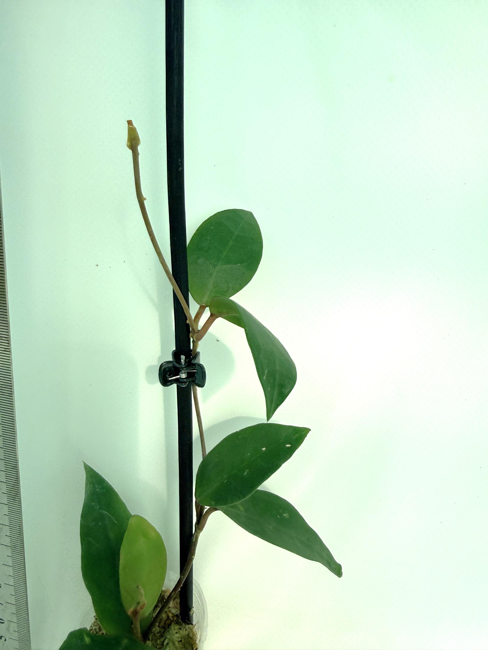 Hoya cv. Patricia