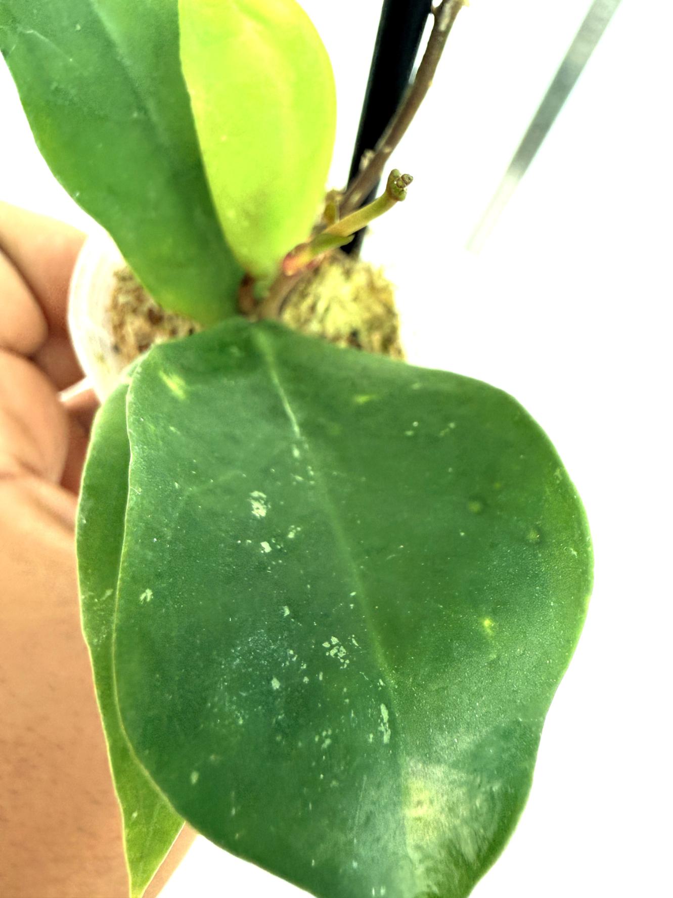 Hoya cv. Patricia