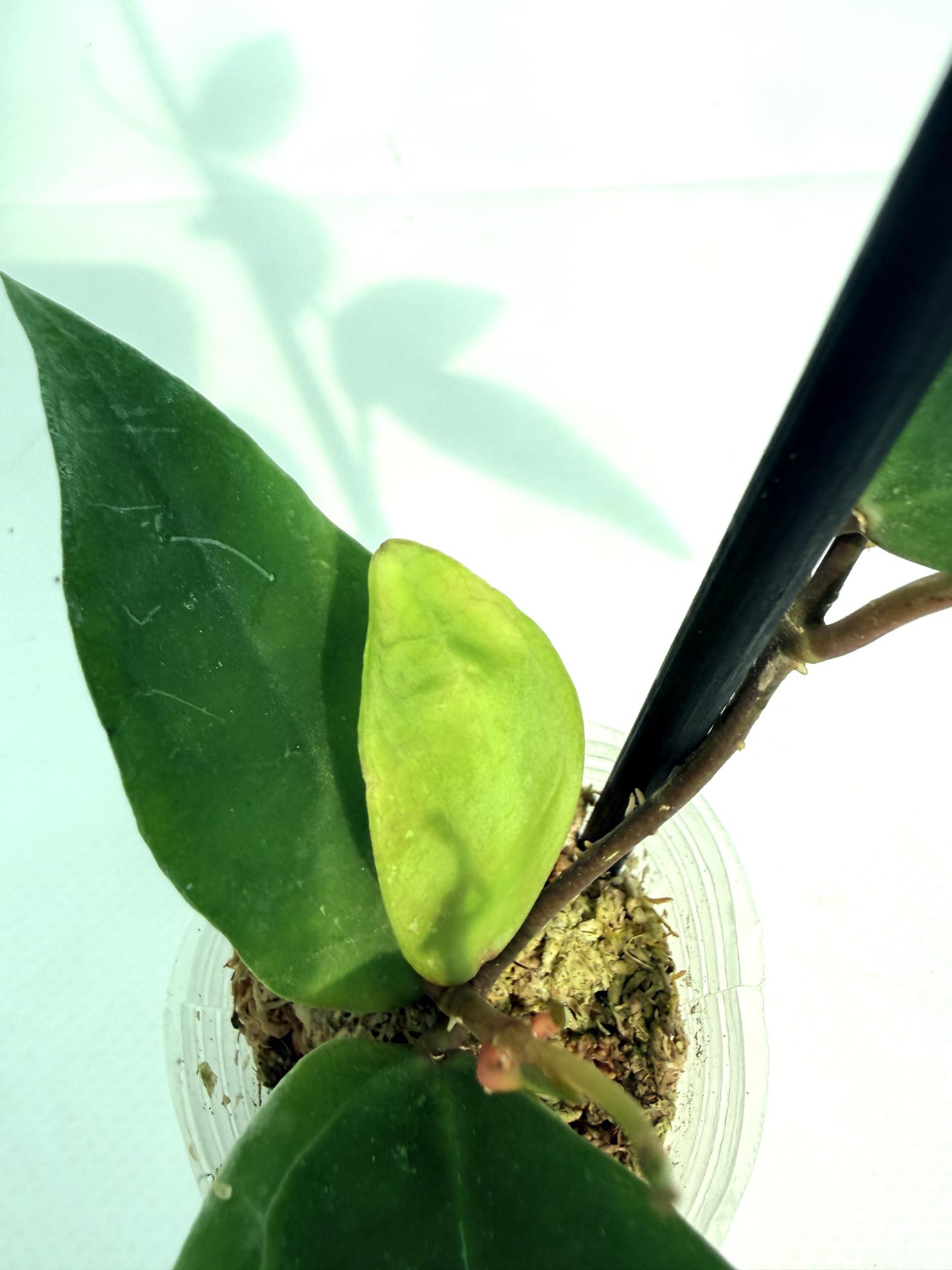 Hoya cv. Patricia