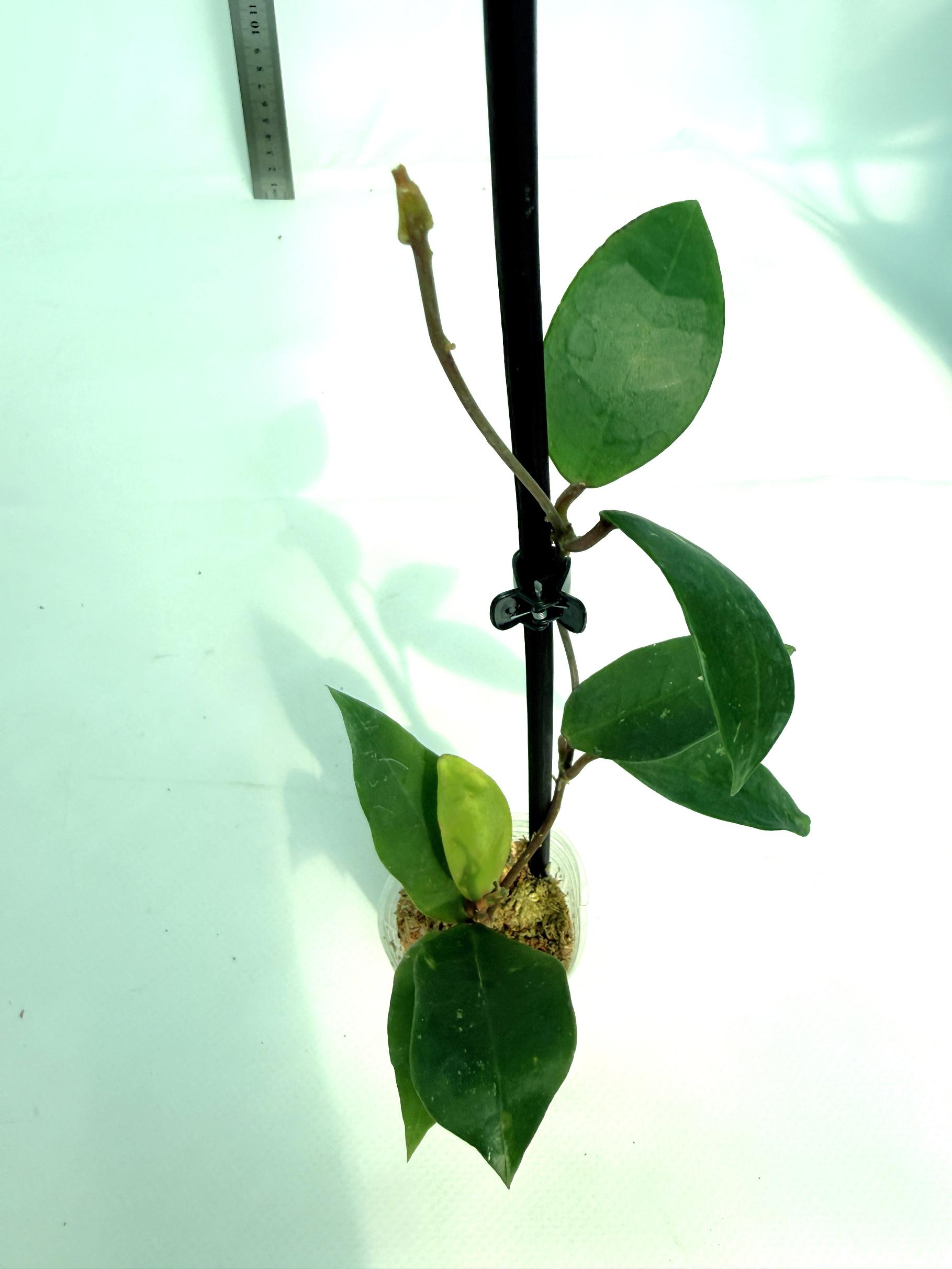 Hoya cv. Patricia