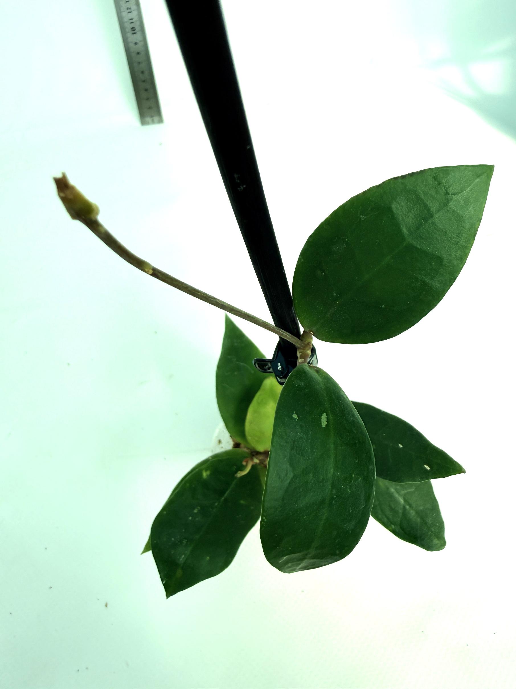 Hoya cv. Patricia