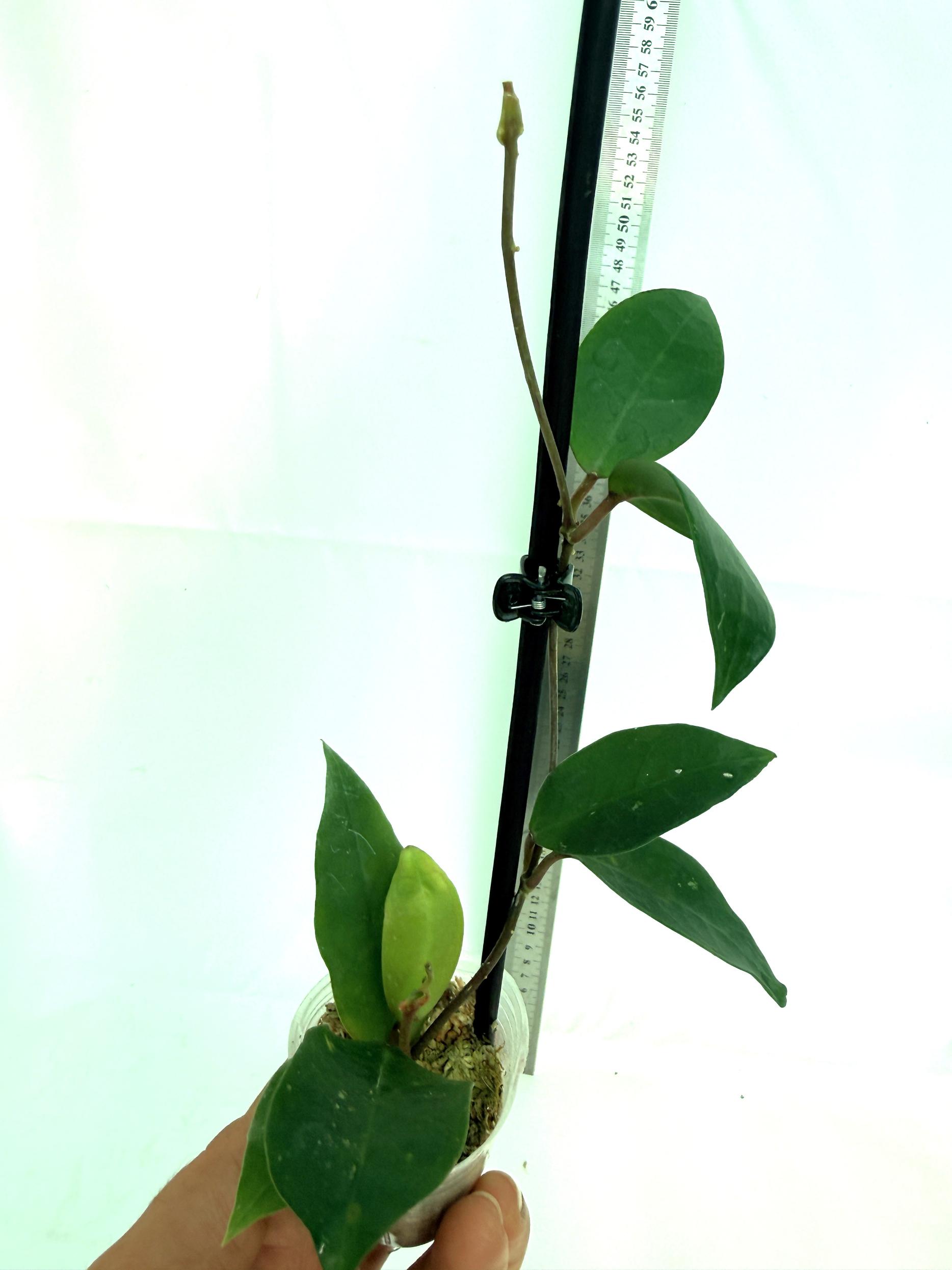 Hoya cv. Patricia