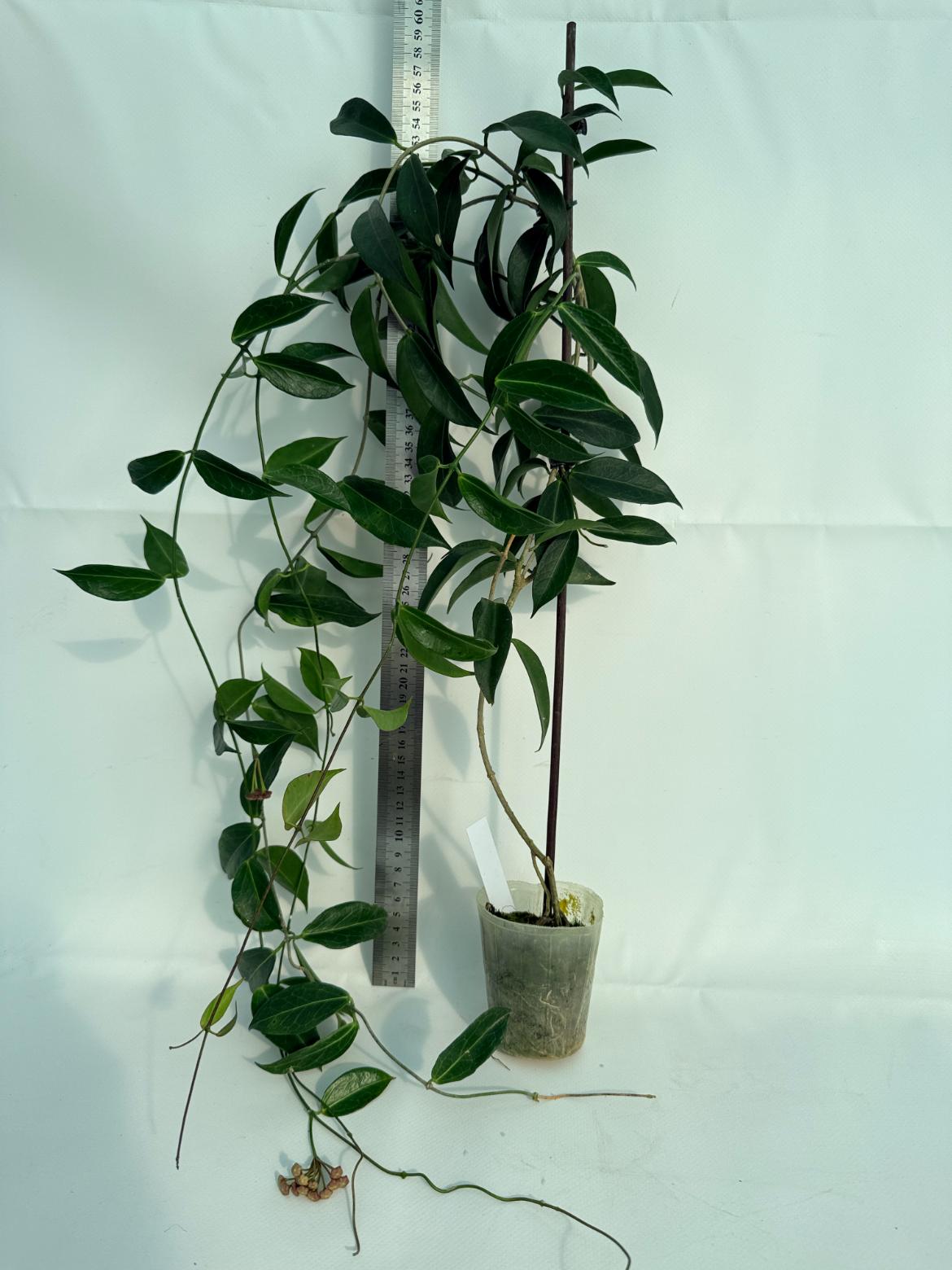 Hoya Rubida XXL with flowers 1