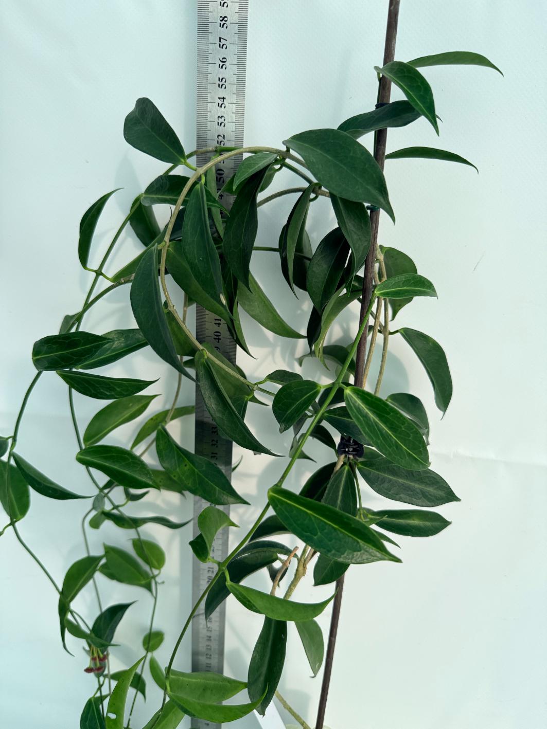 Hoya Rubida XXL with flowers 5