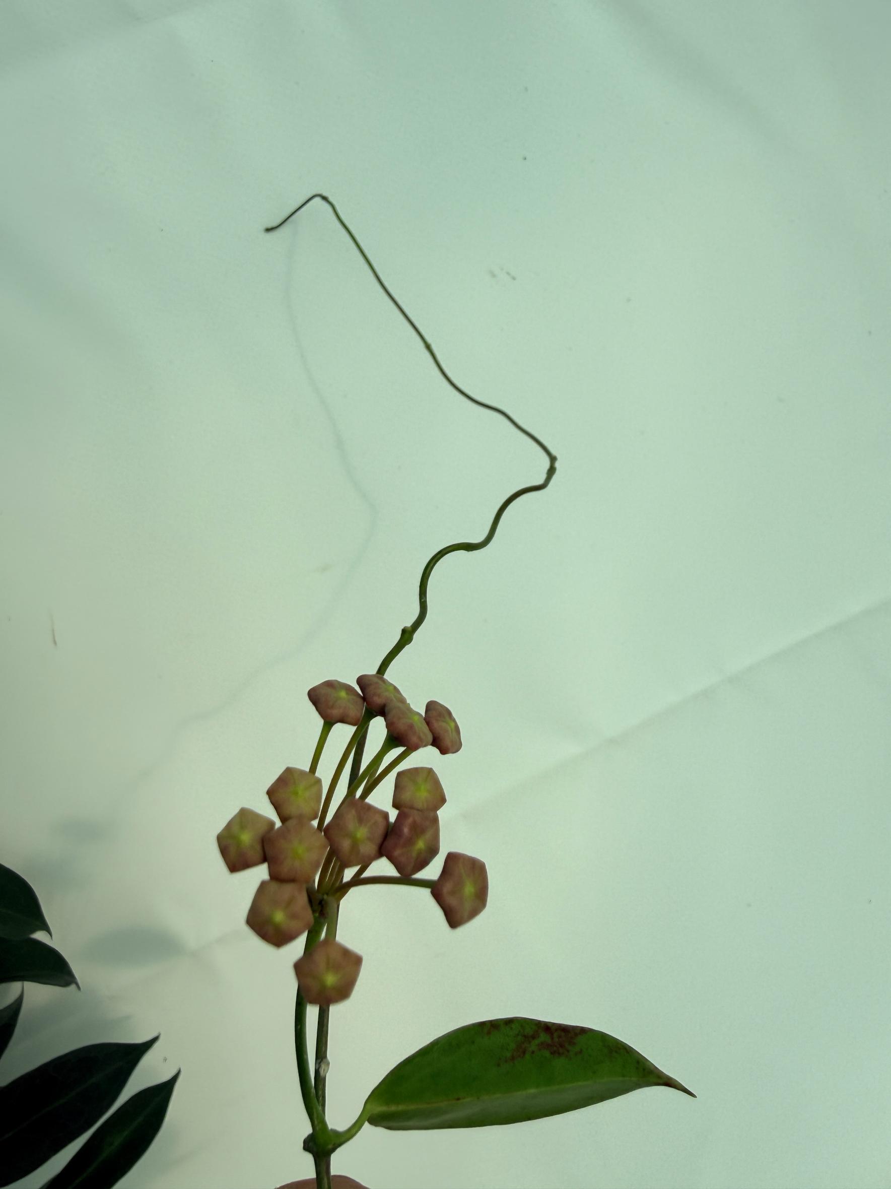 Hoya Rubida XXL with flowers 3