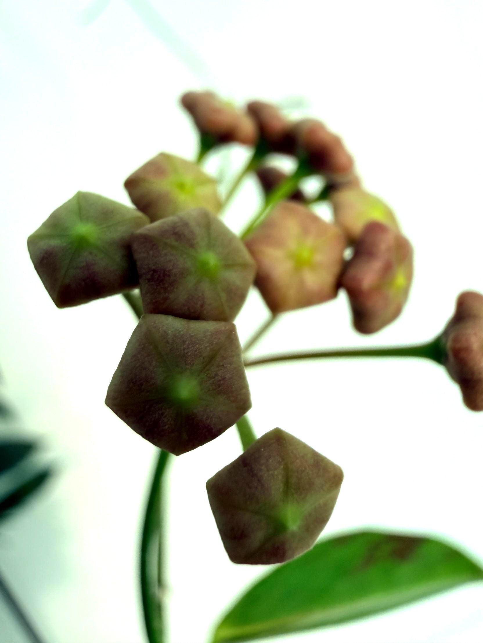 Hoya Rubida XXL with flowers 2