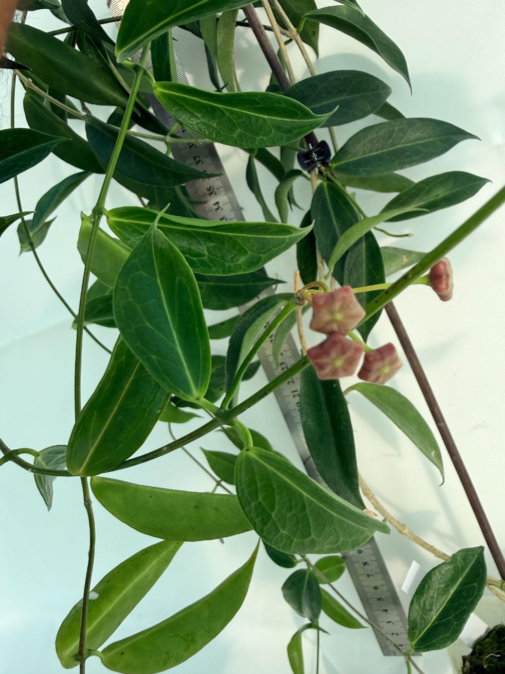 Hoya Rubida XXL with flowers 7