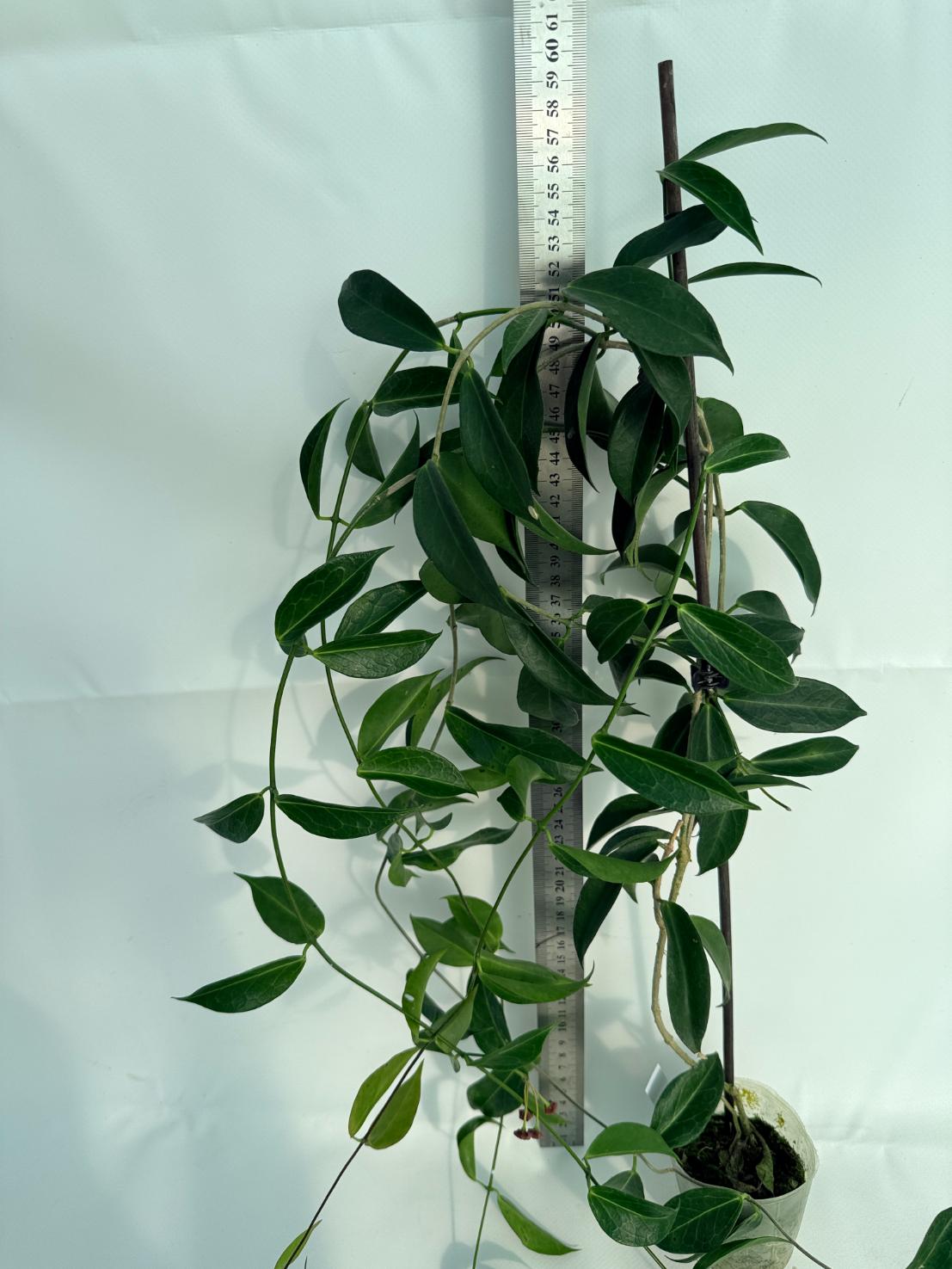 Hoya Rubida XXL with flowers 8