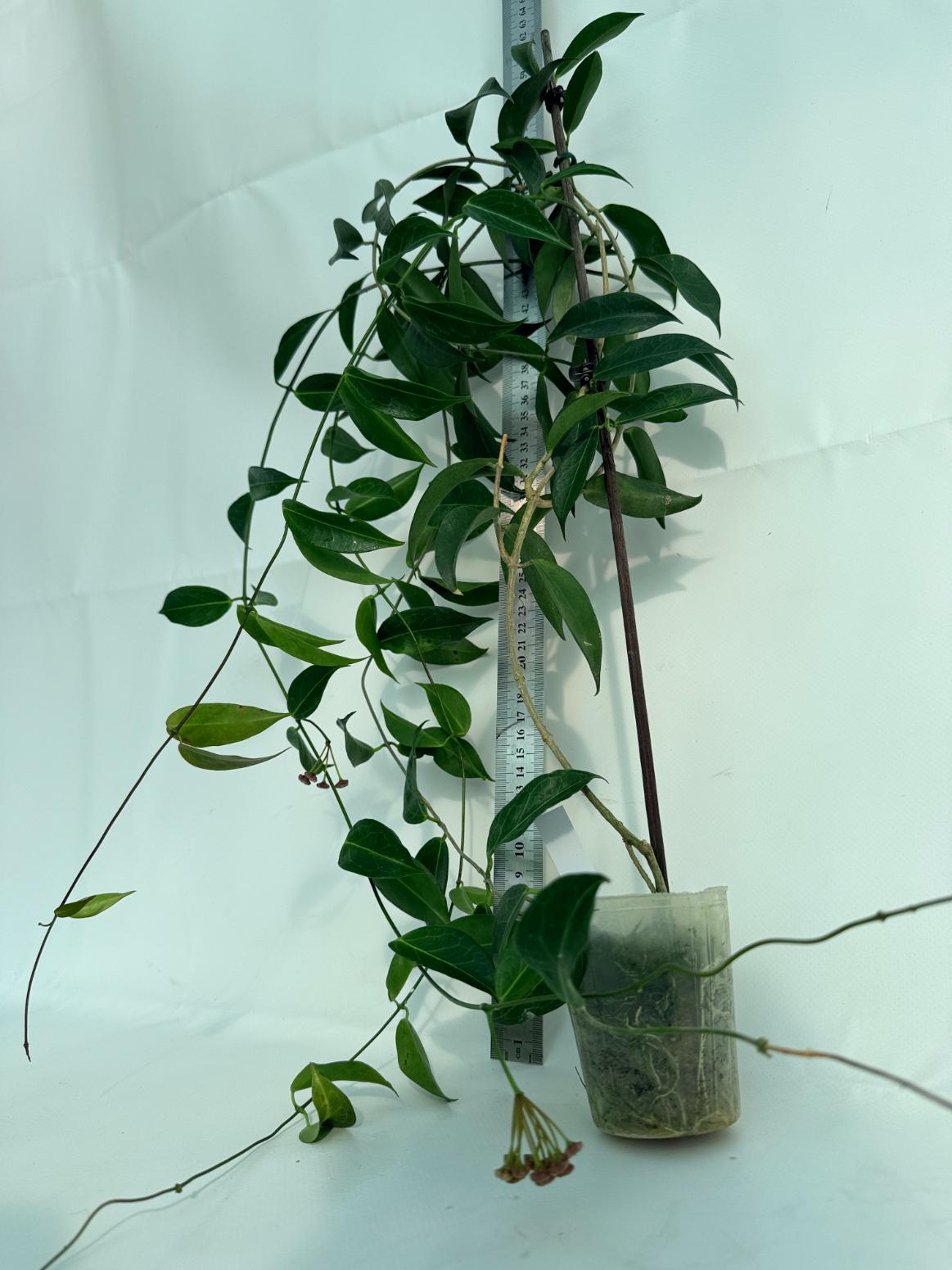 Hoya Rubida XXL with flowers 9