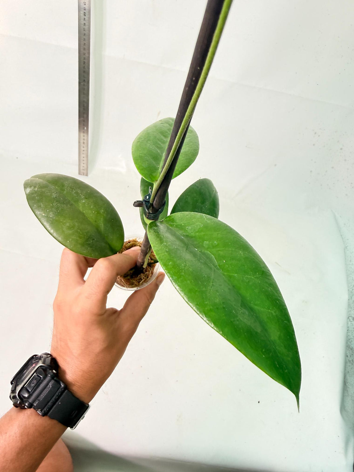 Hoya sp. 'ut 029' 4
