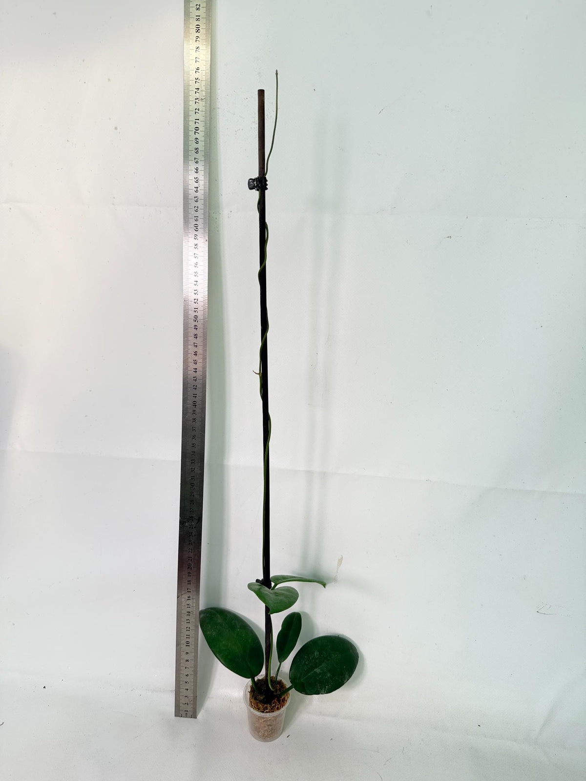 Hoya sp. 'ut 029' 2