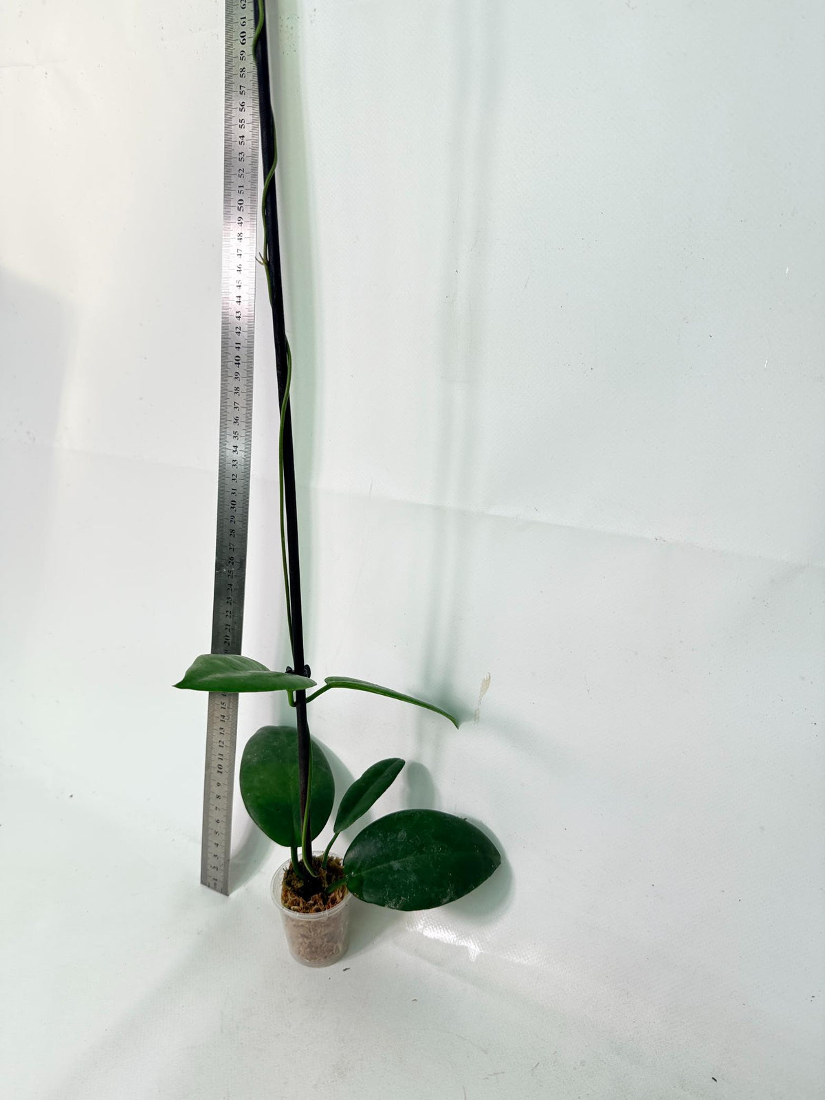 Hoya sp. 'ut 029' 6
