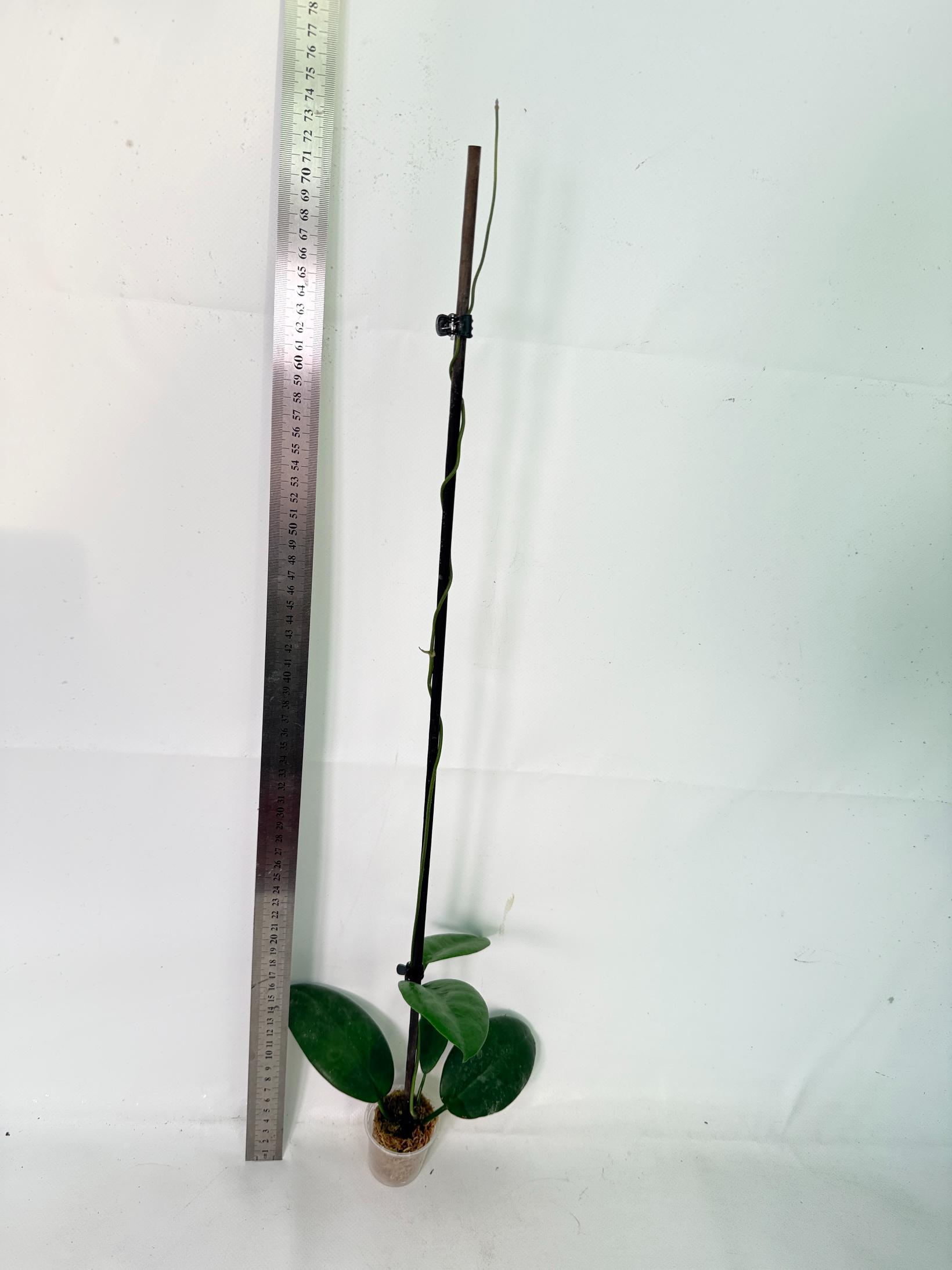 Hoya sp. 'ut 029' 9