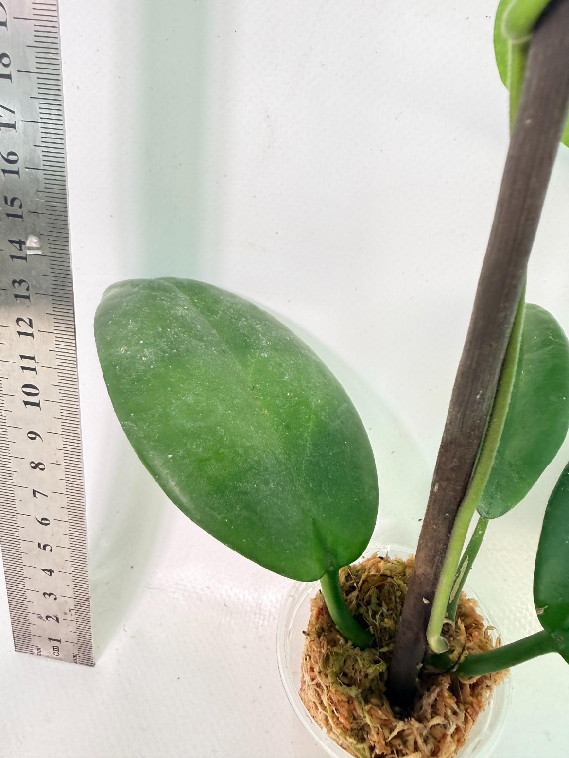 Hoya sp. 'ut 029' 5