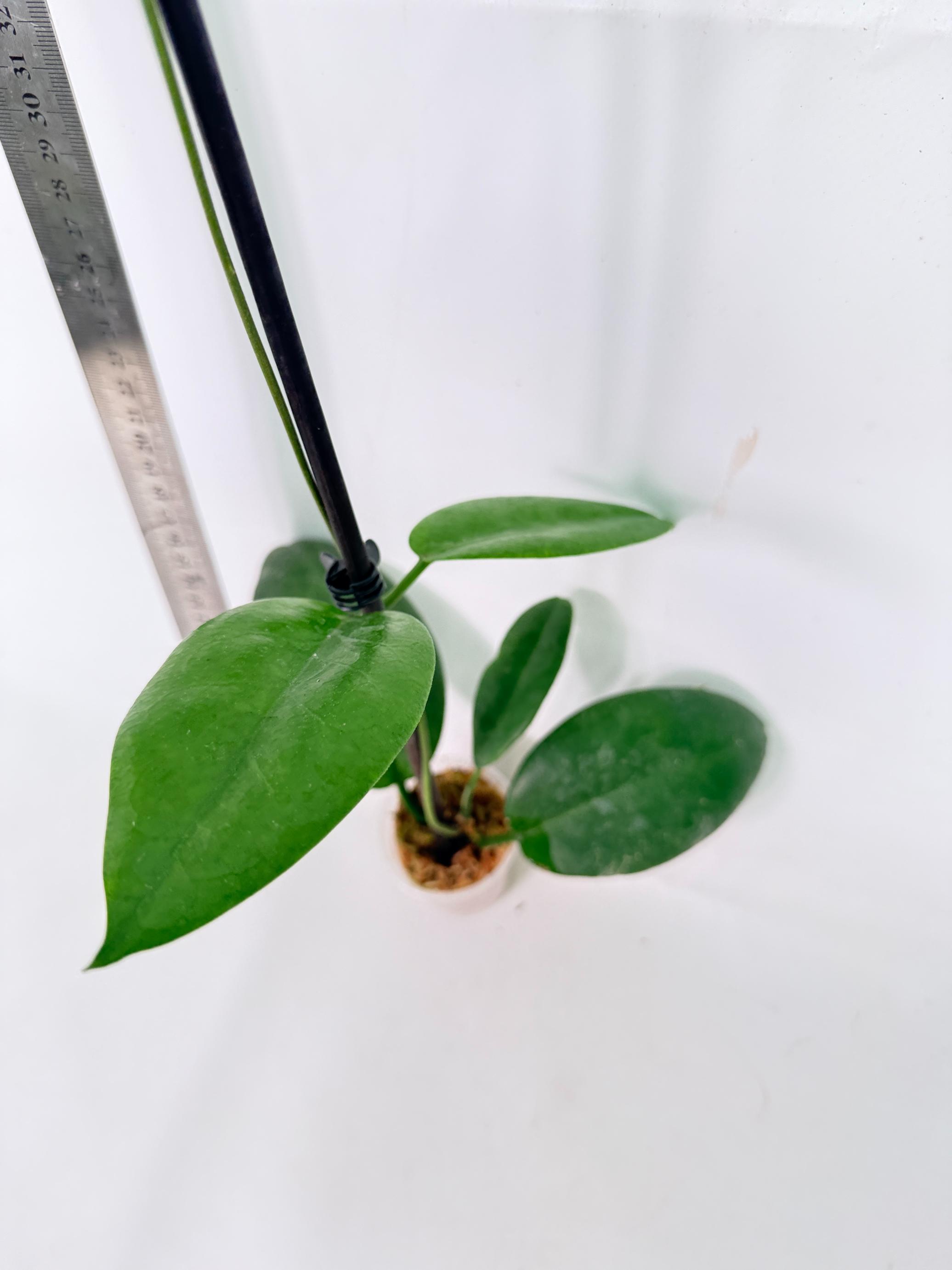 Hoya sp. 'ut 029' 8