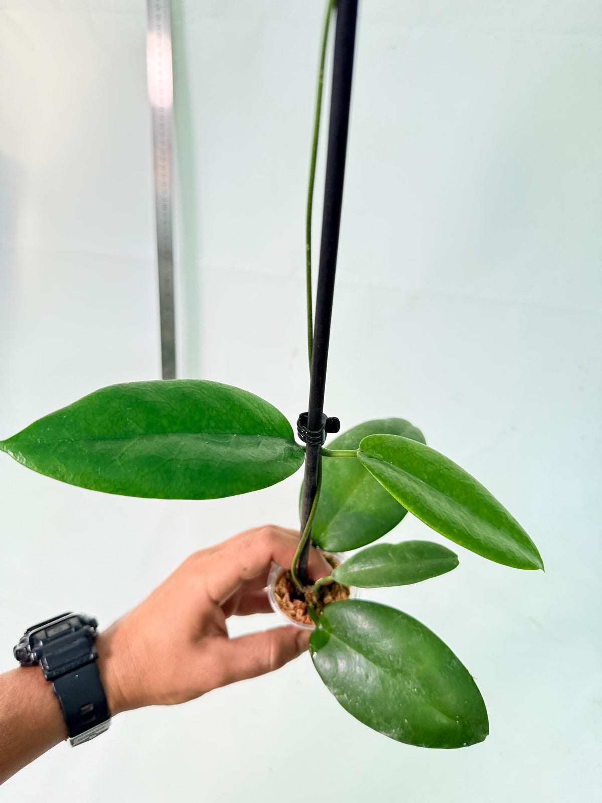Hoya sp. 'ut 029' 1