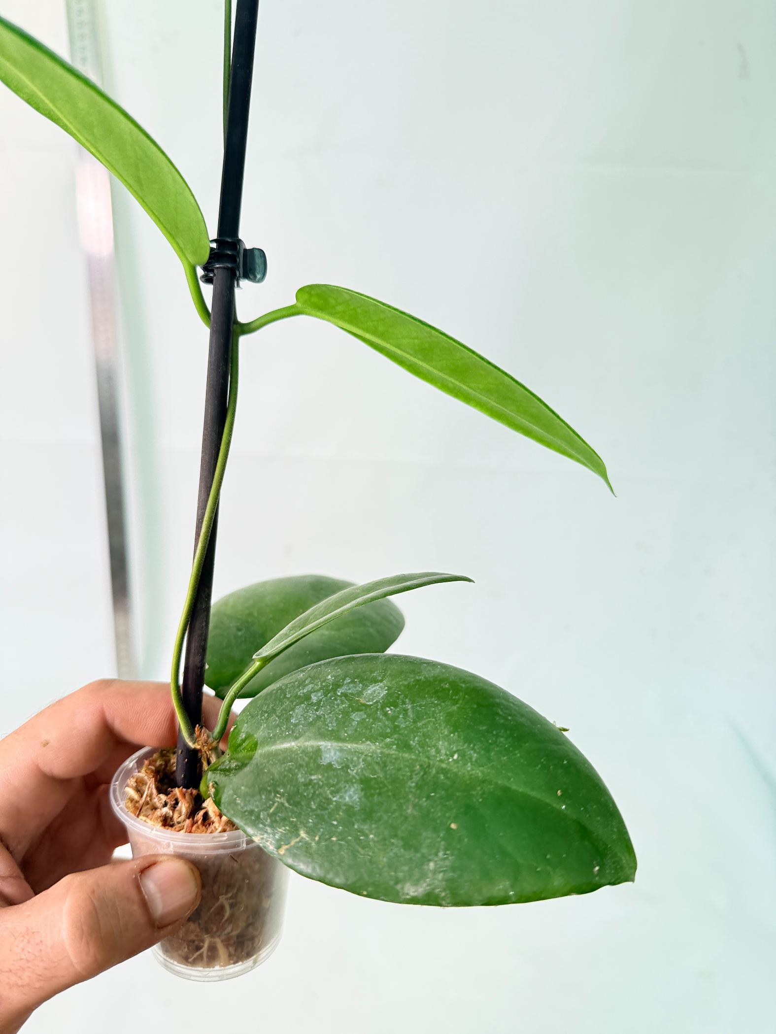Hoya sp. 'ut 029' 3