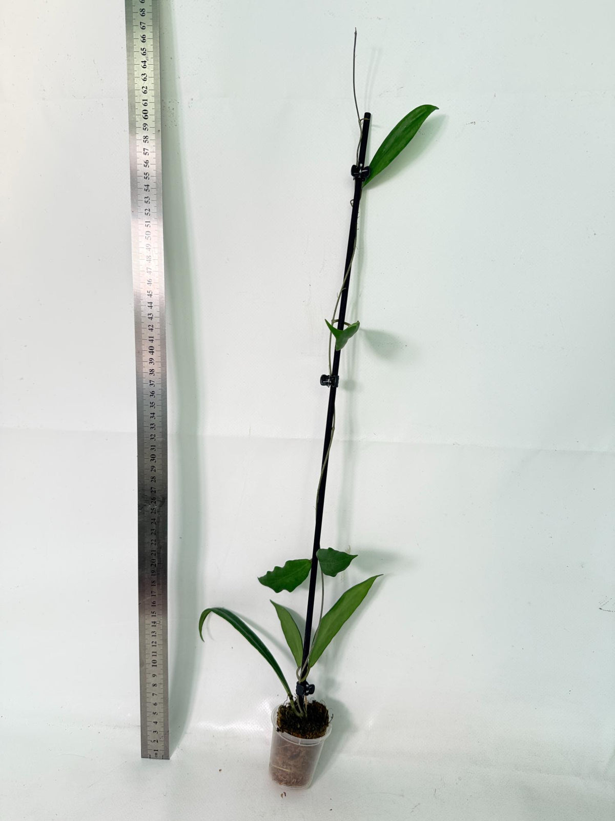 Hoya sp. UT 248 2