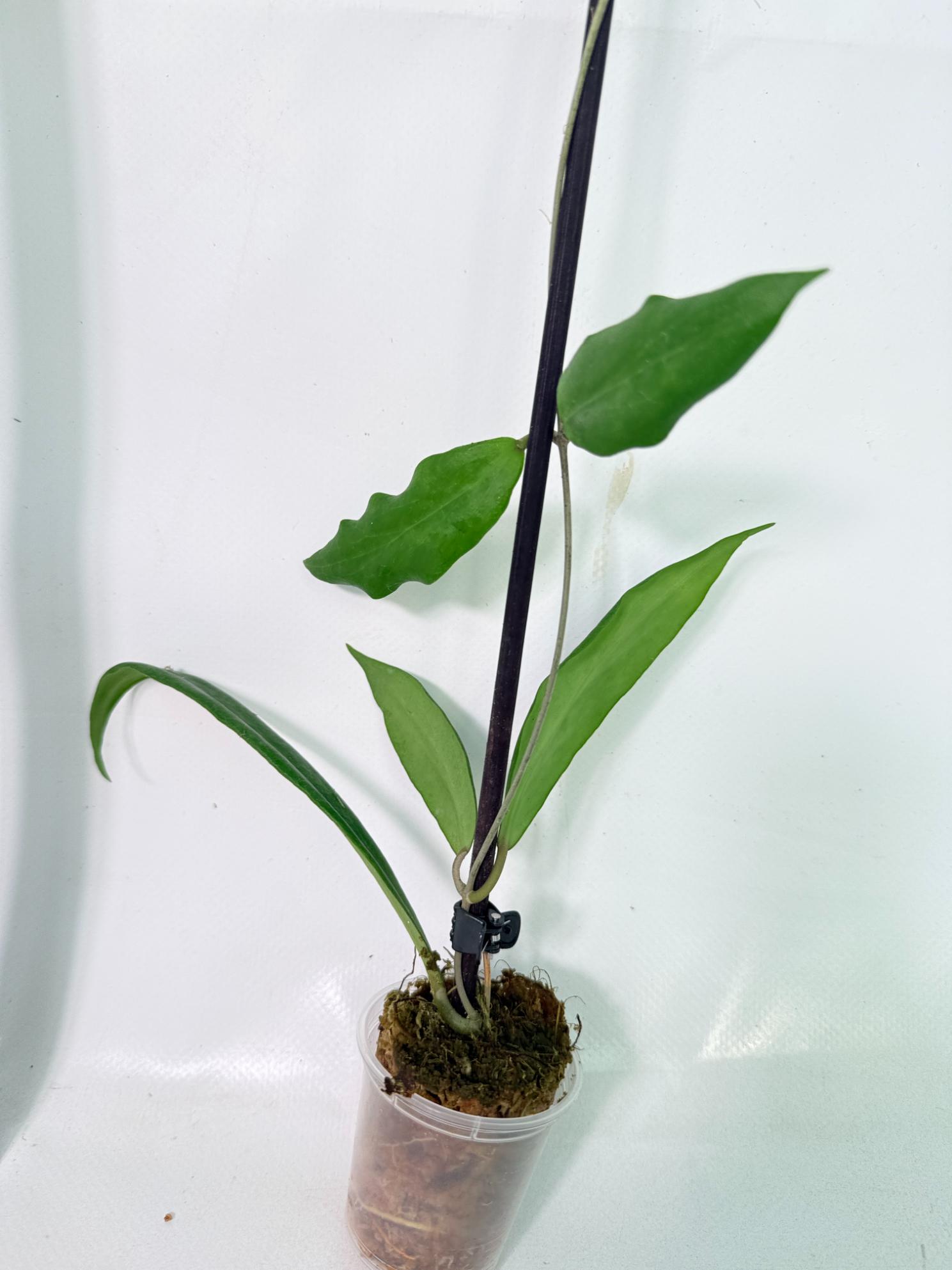 Hoya sp. UT 248 1