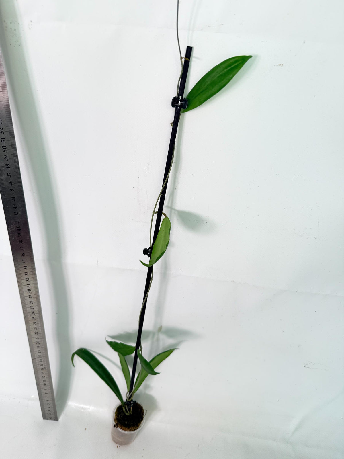 Hoya sp. UT 248 6
