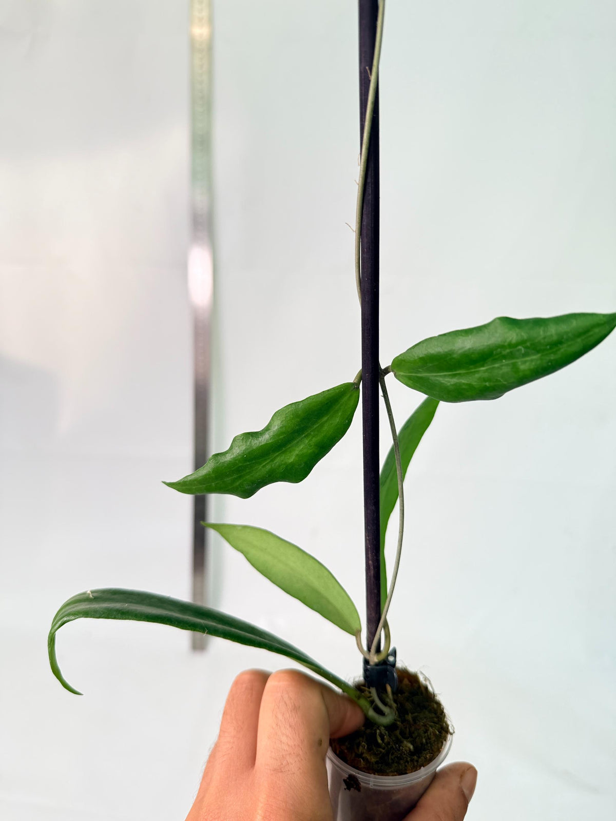 Hoya sp. UT 248 4