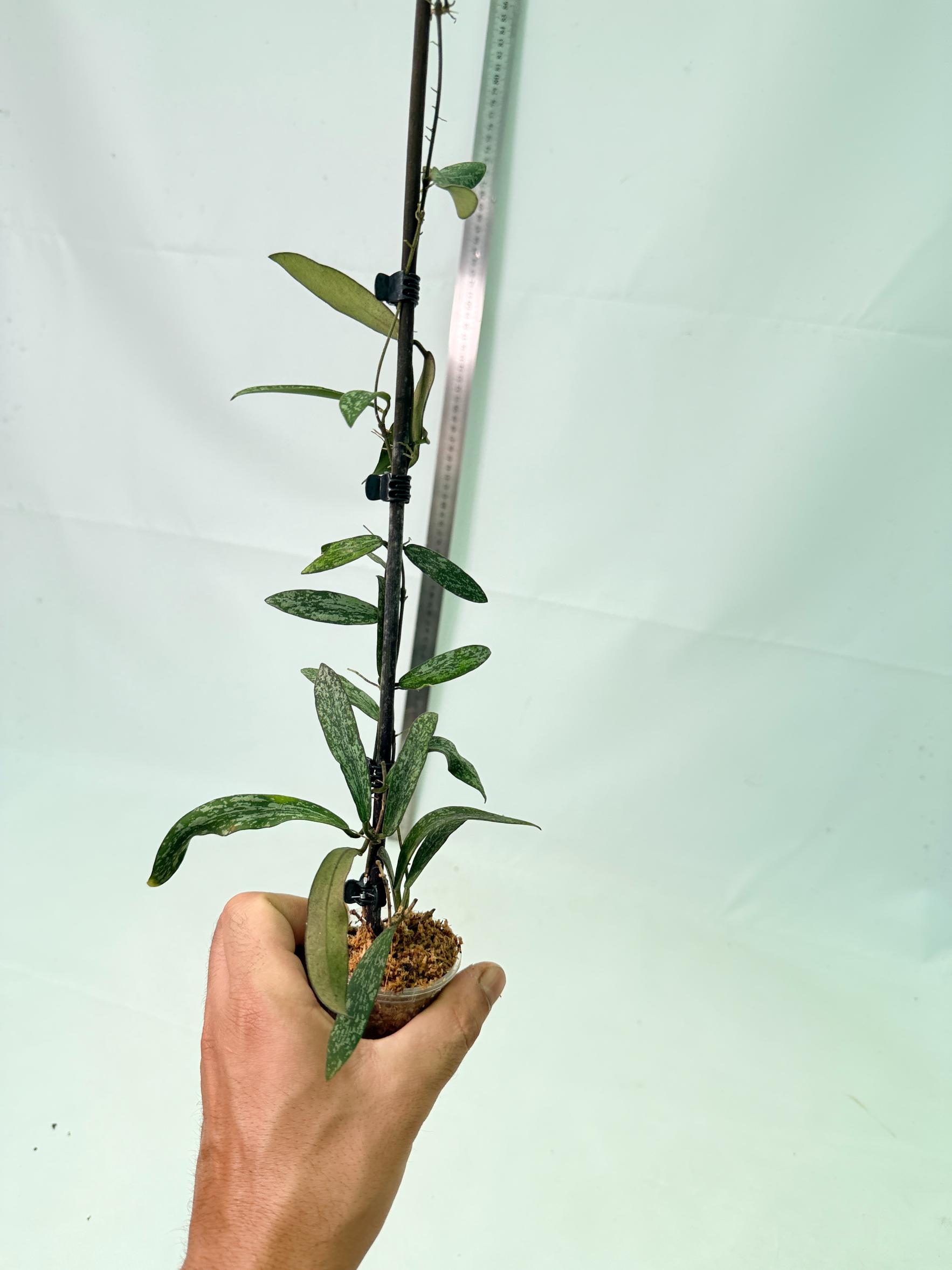 Hoya Sigillatis 4
