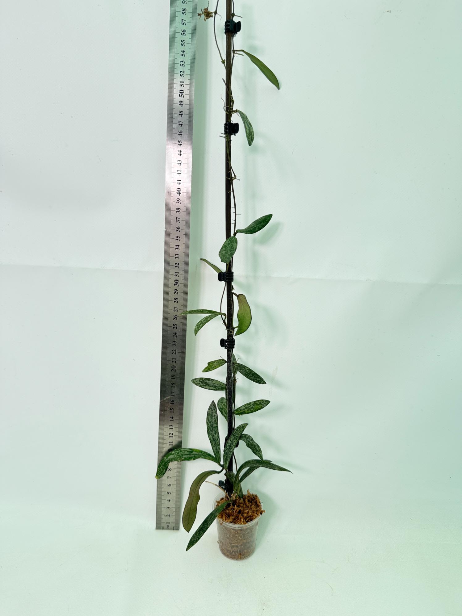 Hoya Sigillatis 1