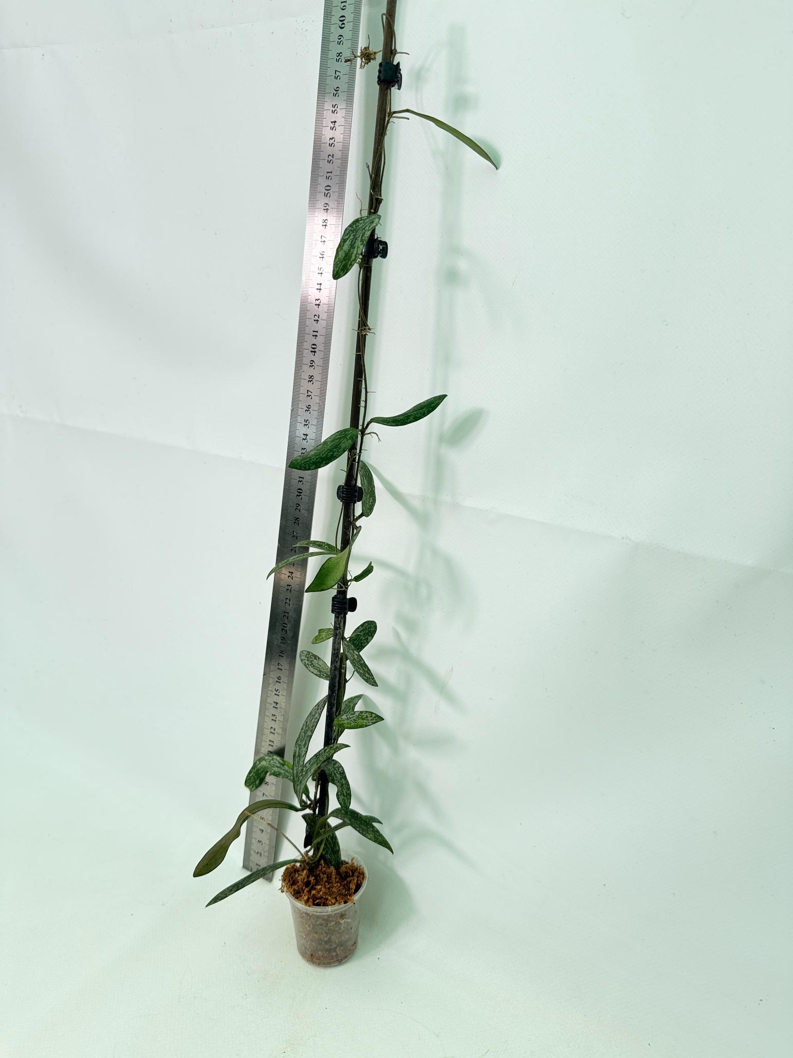 Hoya Sigillatis 5