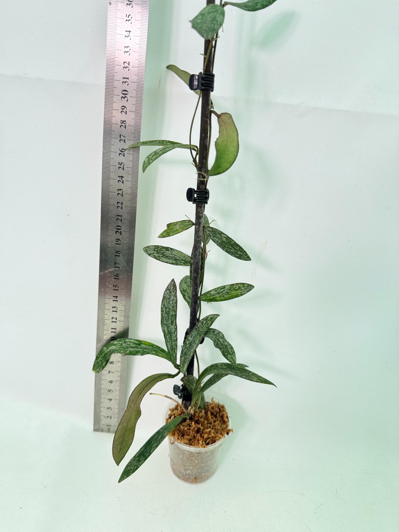 Hoya Sigillatis 6