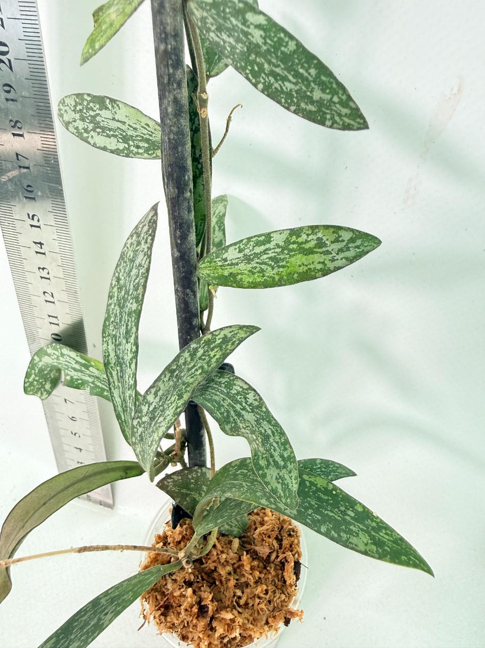 Hoya Sigillatis 7