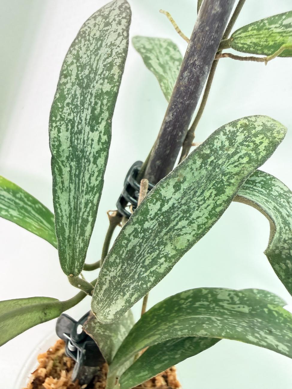Hoya Sigillatis 2
