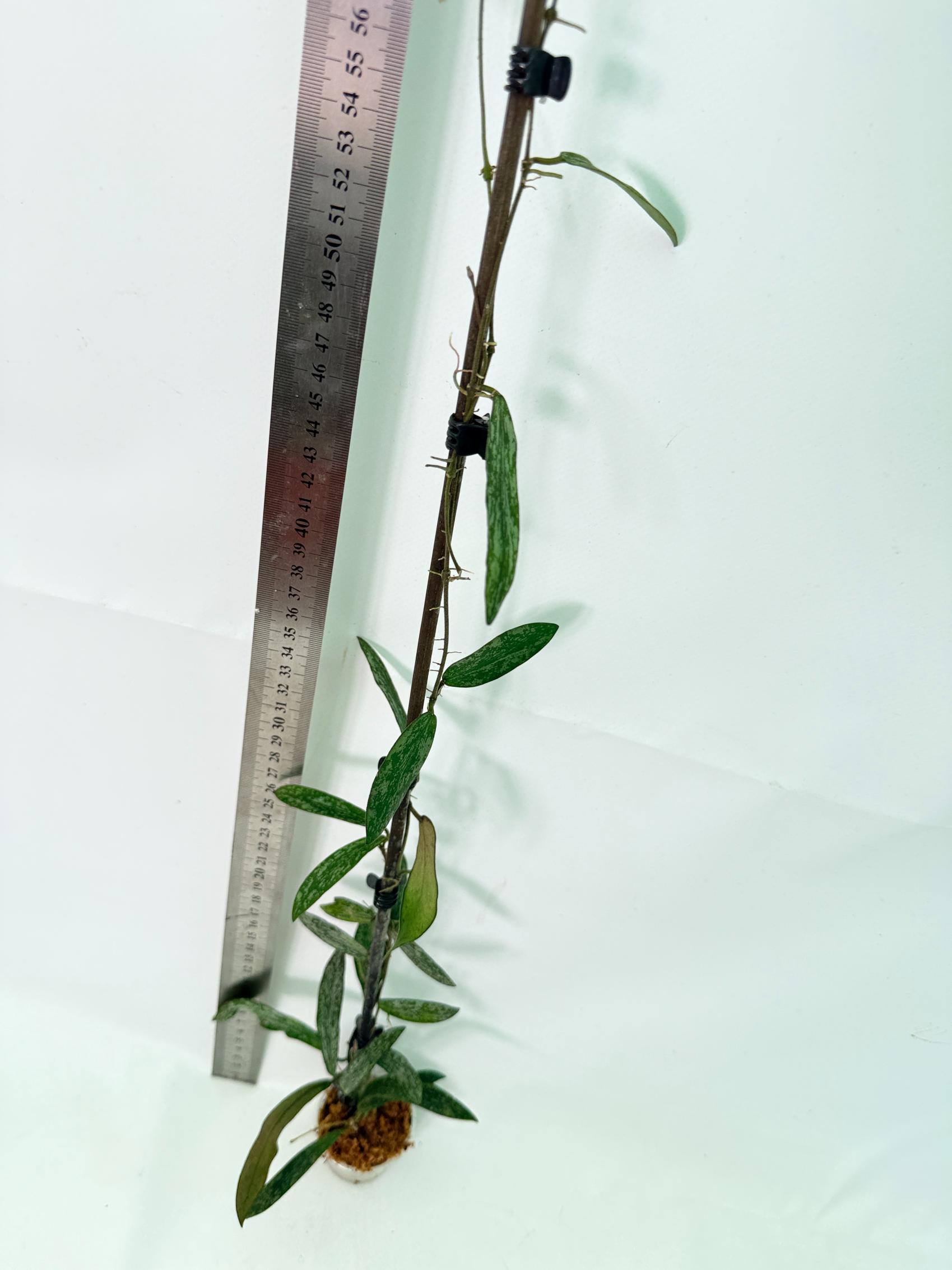 Hoya Sigillatis 8
