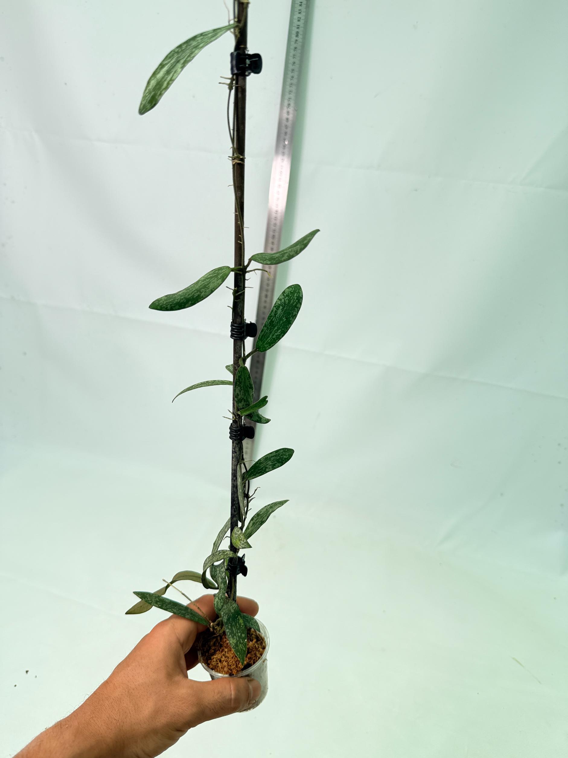 Hoya Sigillatis 9