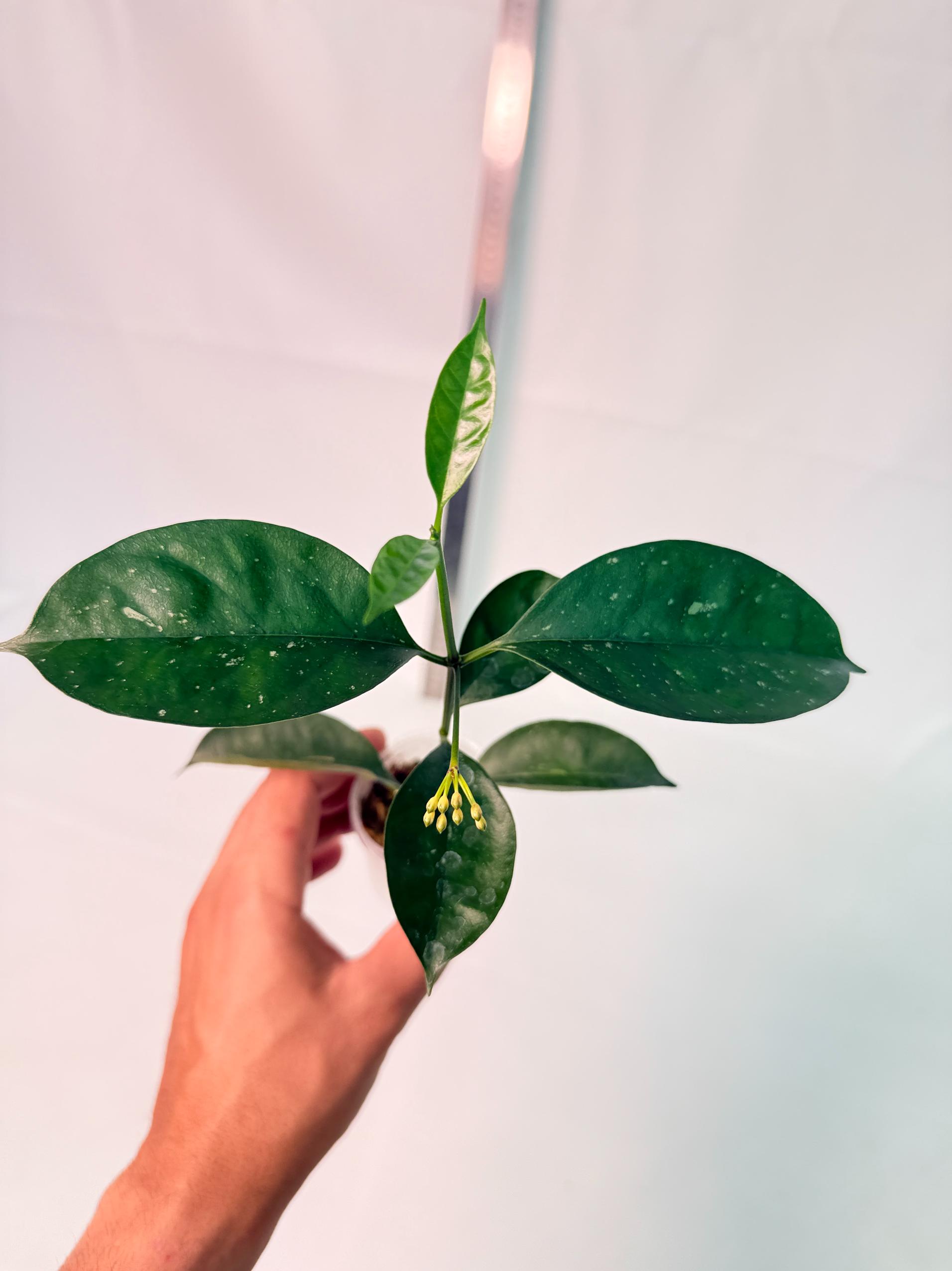 Hoya Solokensis with FLOWERS 3