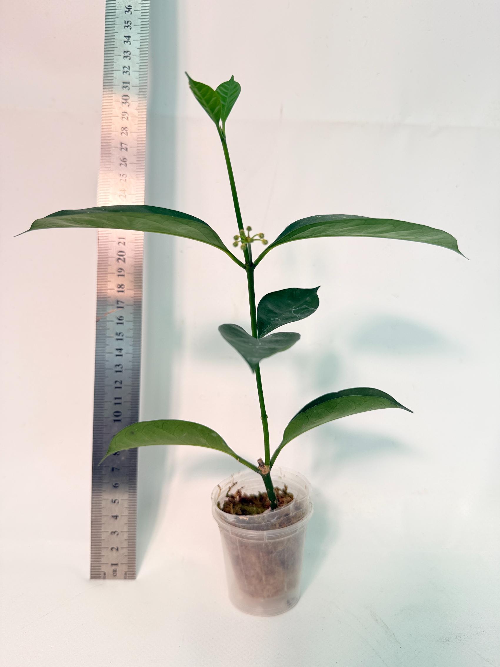 Hoya Solokensis with FLOWERS 1