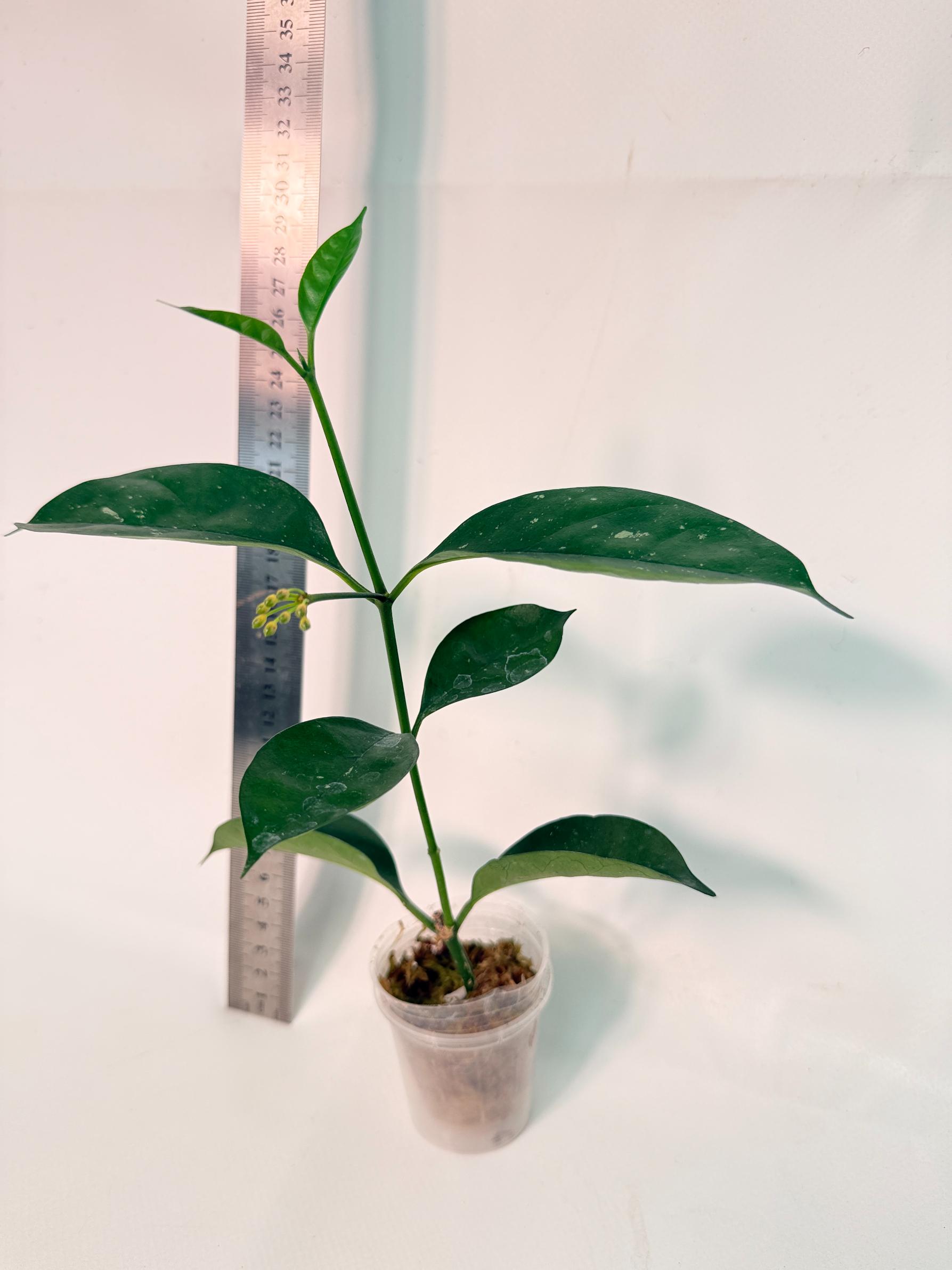 Hoya Solokensis with FLOWERS 4