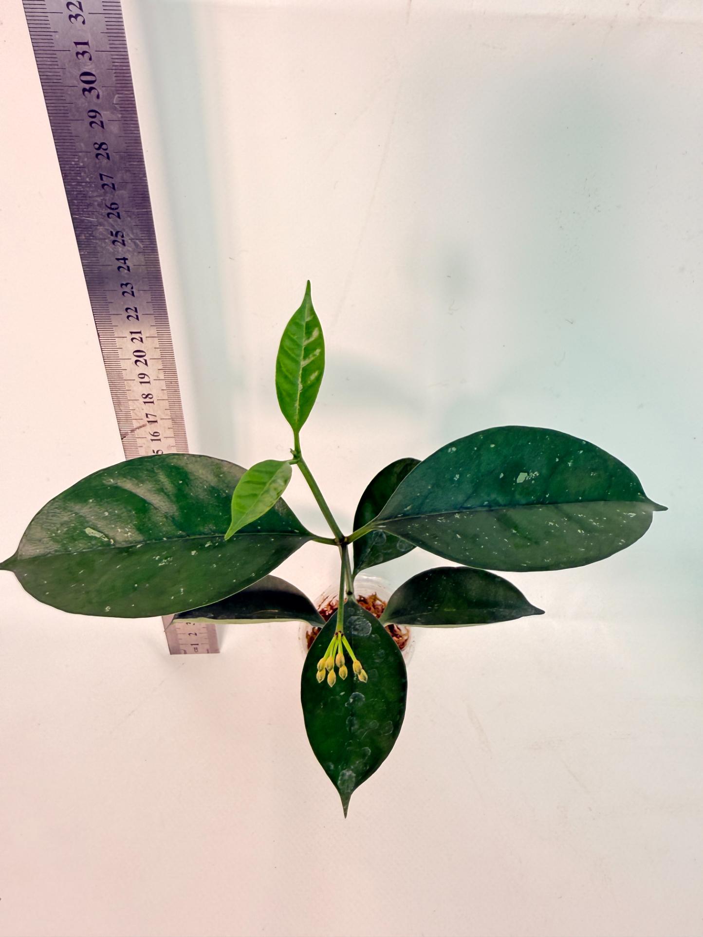 Hoya Solokensis with FLOWERS 5