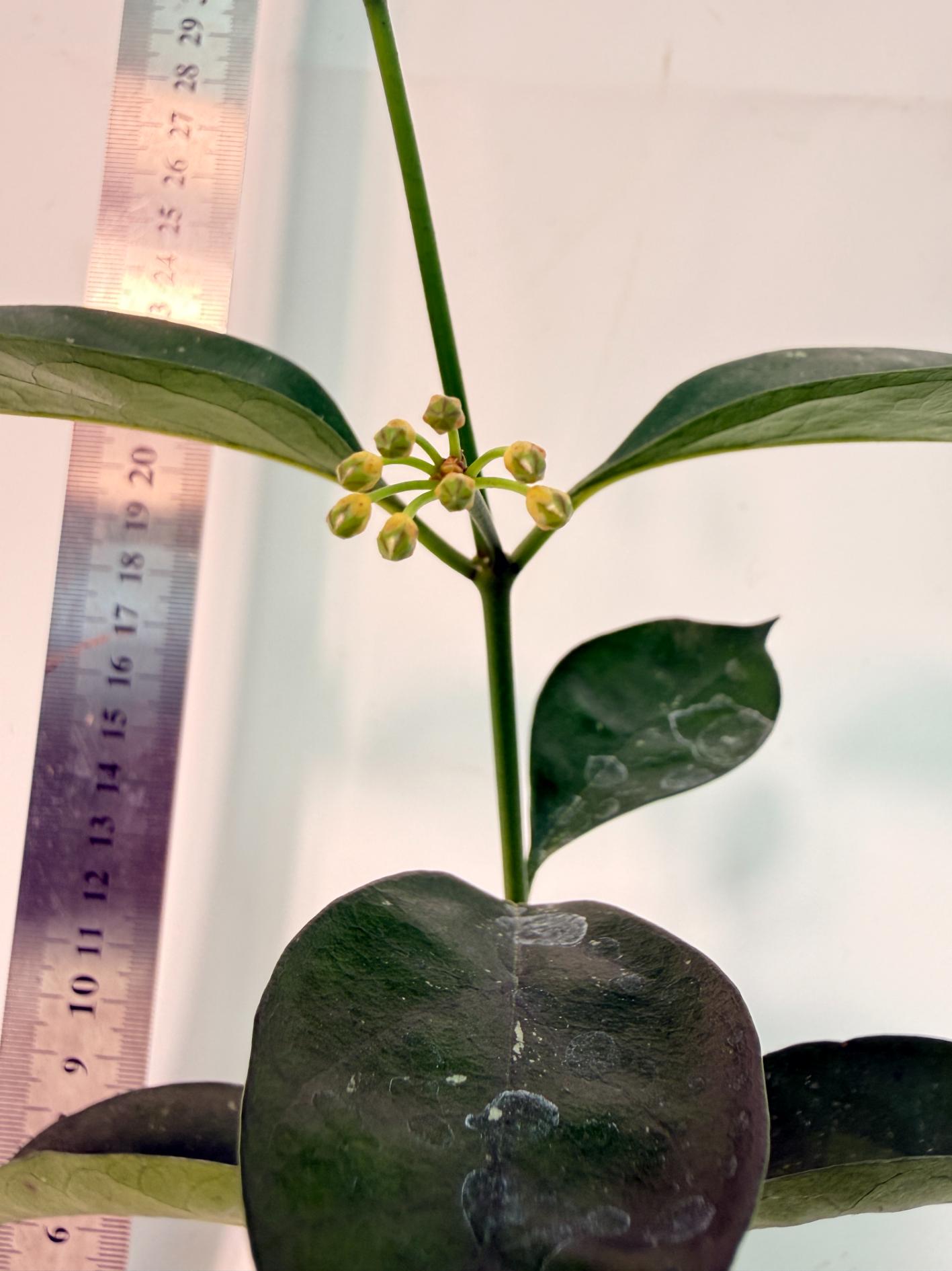 Hoya Solokensis with FLOWERS 6