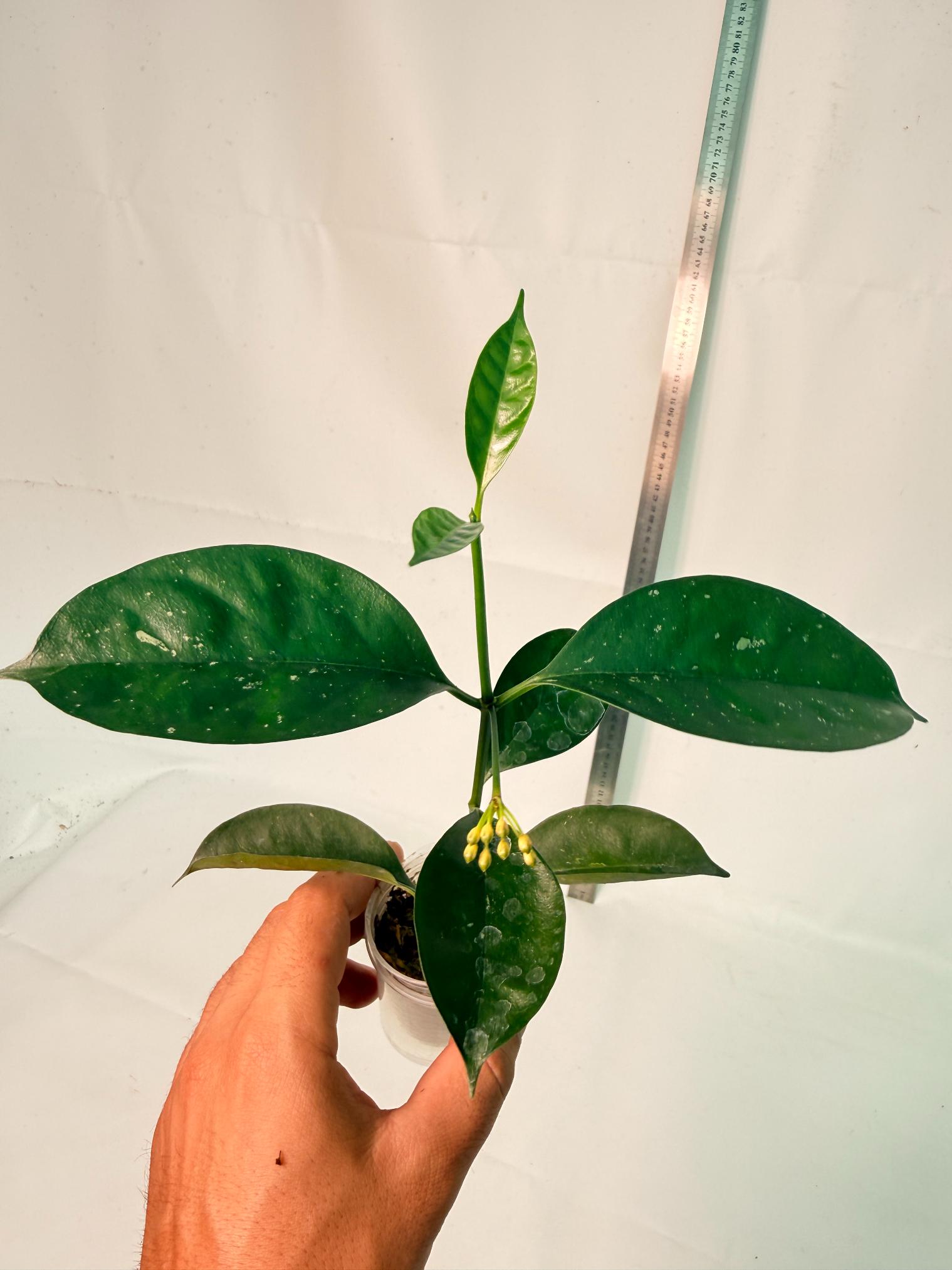 Hoya Solokensis with FLOWERS 7