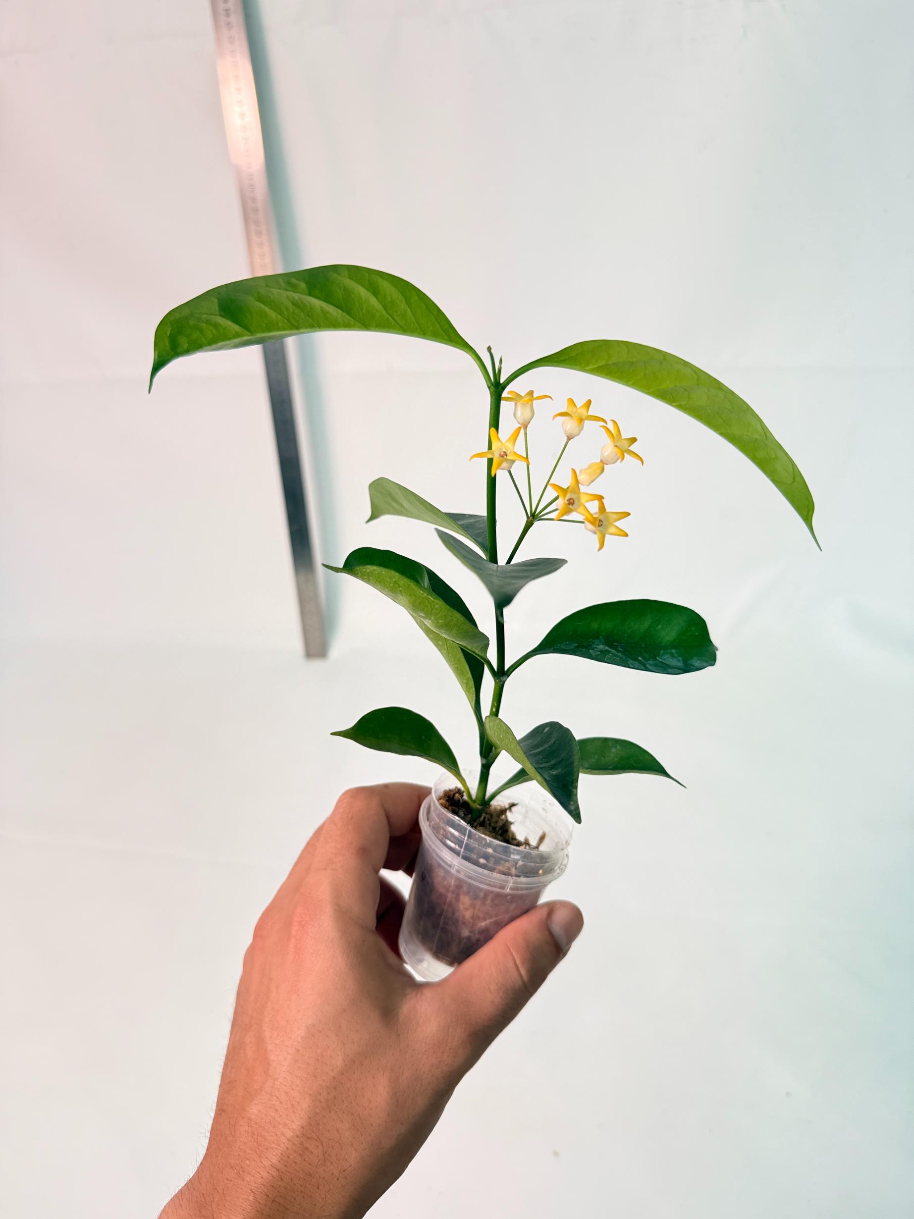 Hoya Solokensis with FLOWERS 3