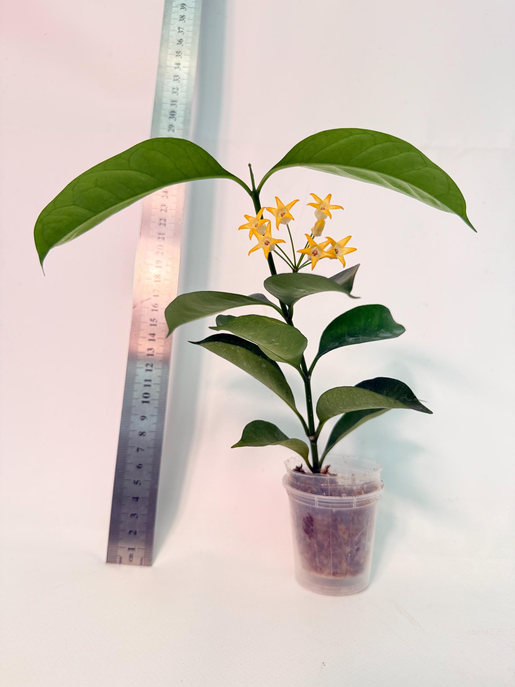 Hoya Solokensis with FLOWERS 1