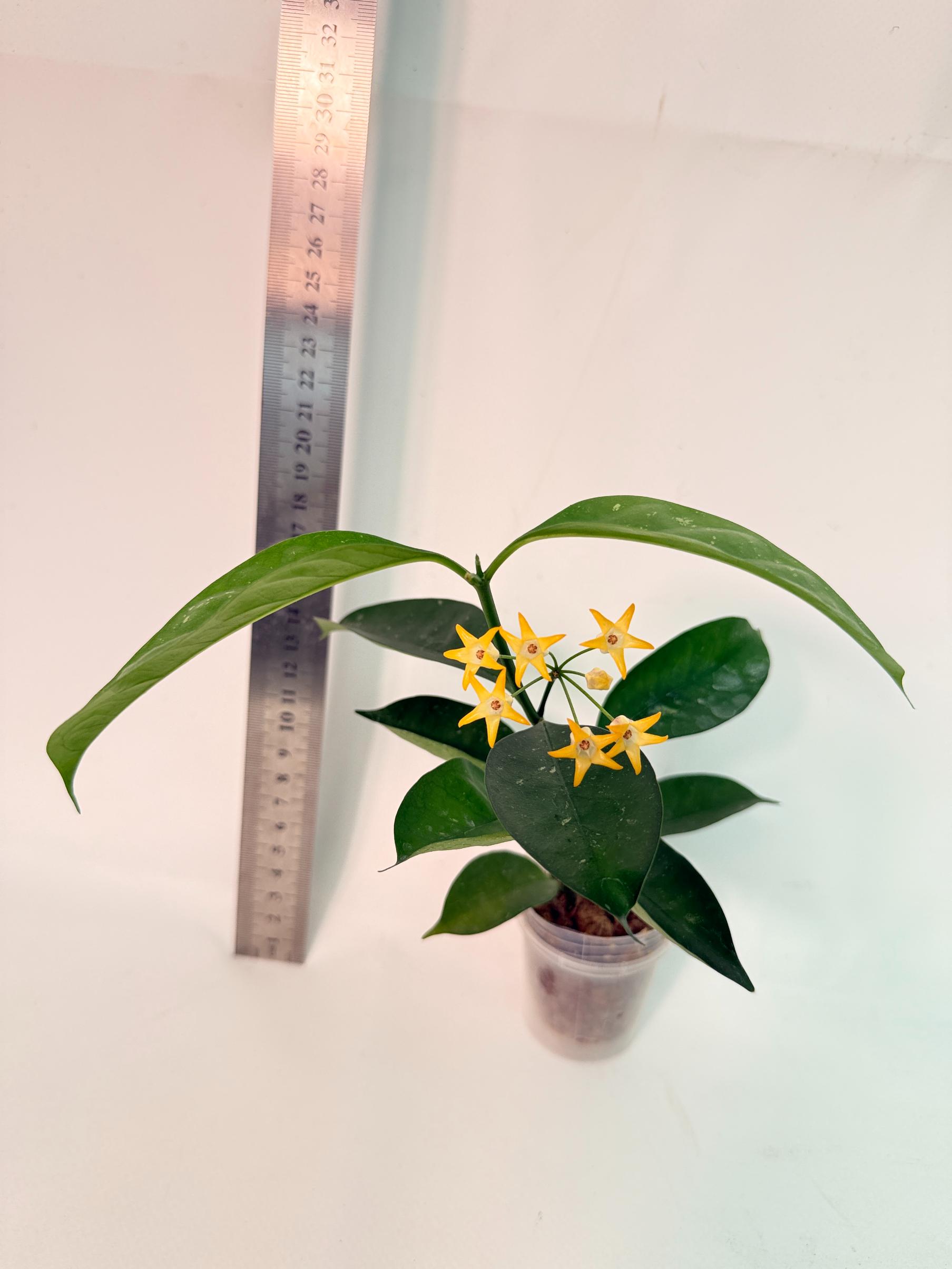 Hoya Solokensis with FLOWERS 5